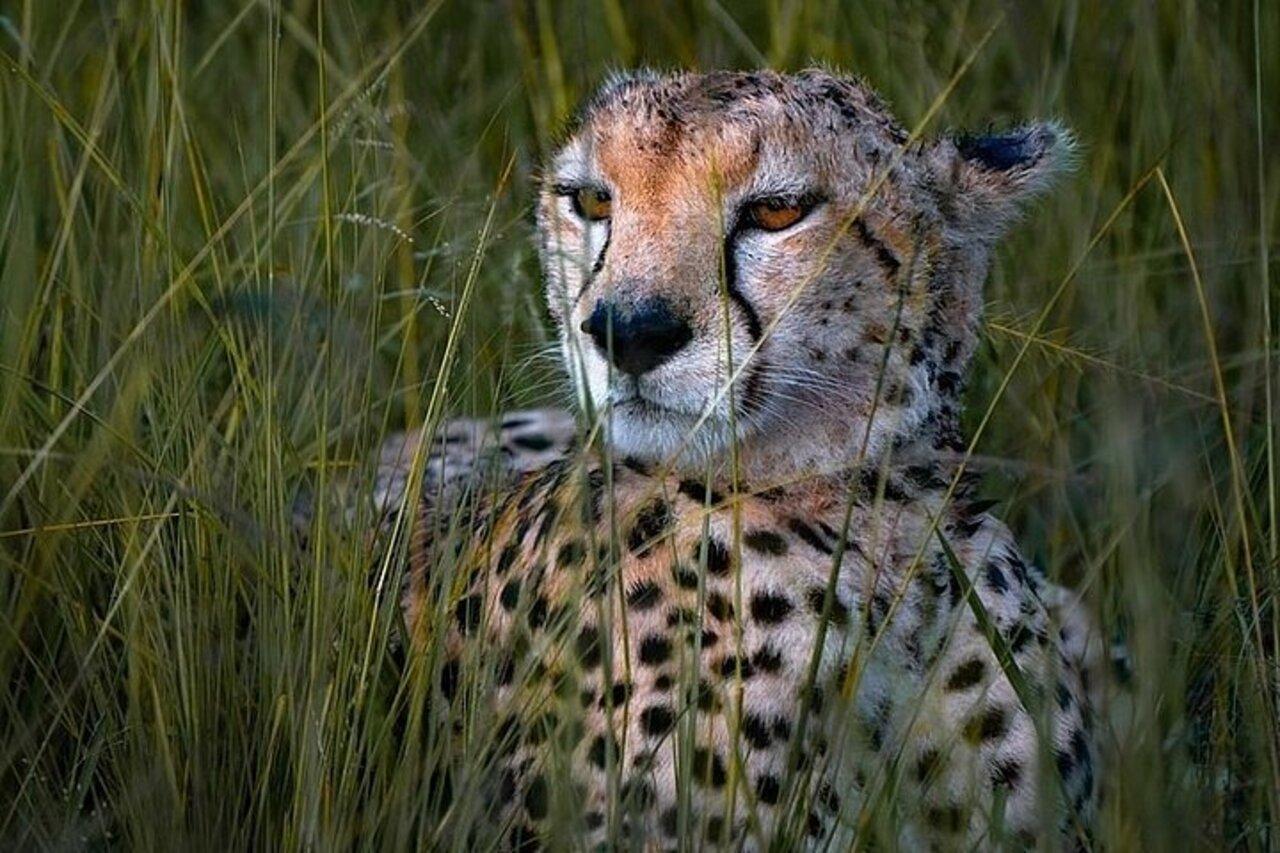 Full-Day Masai Mara Safari from Nairobi