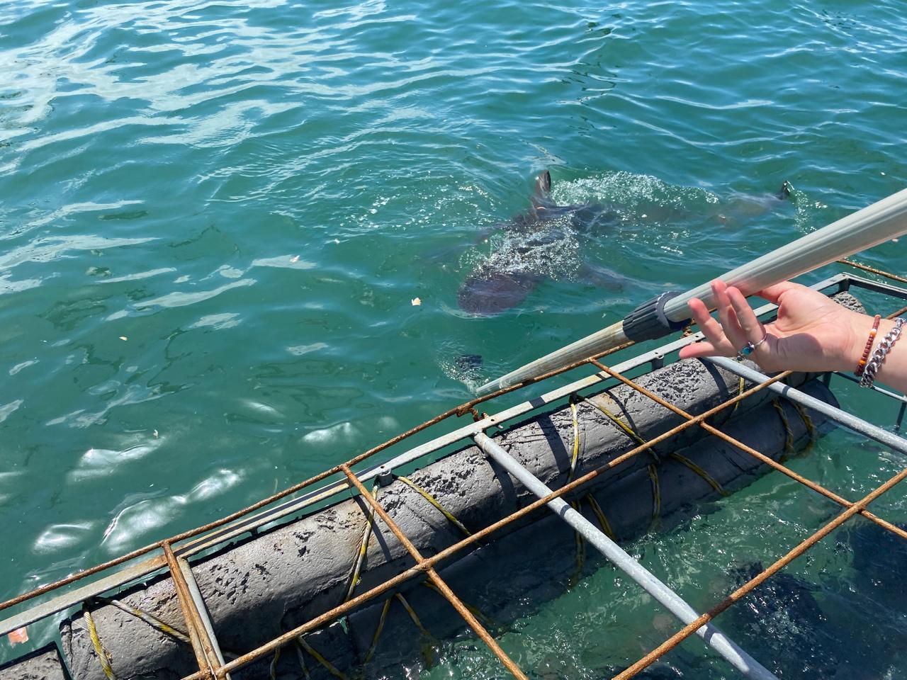 Private Shark Cage Diving Day Tour from Cape Town