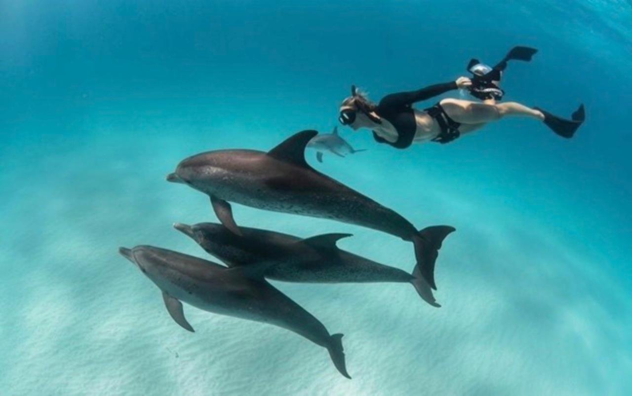 Mnemba Atoll Dolphin & Snorkel Adventure