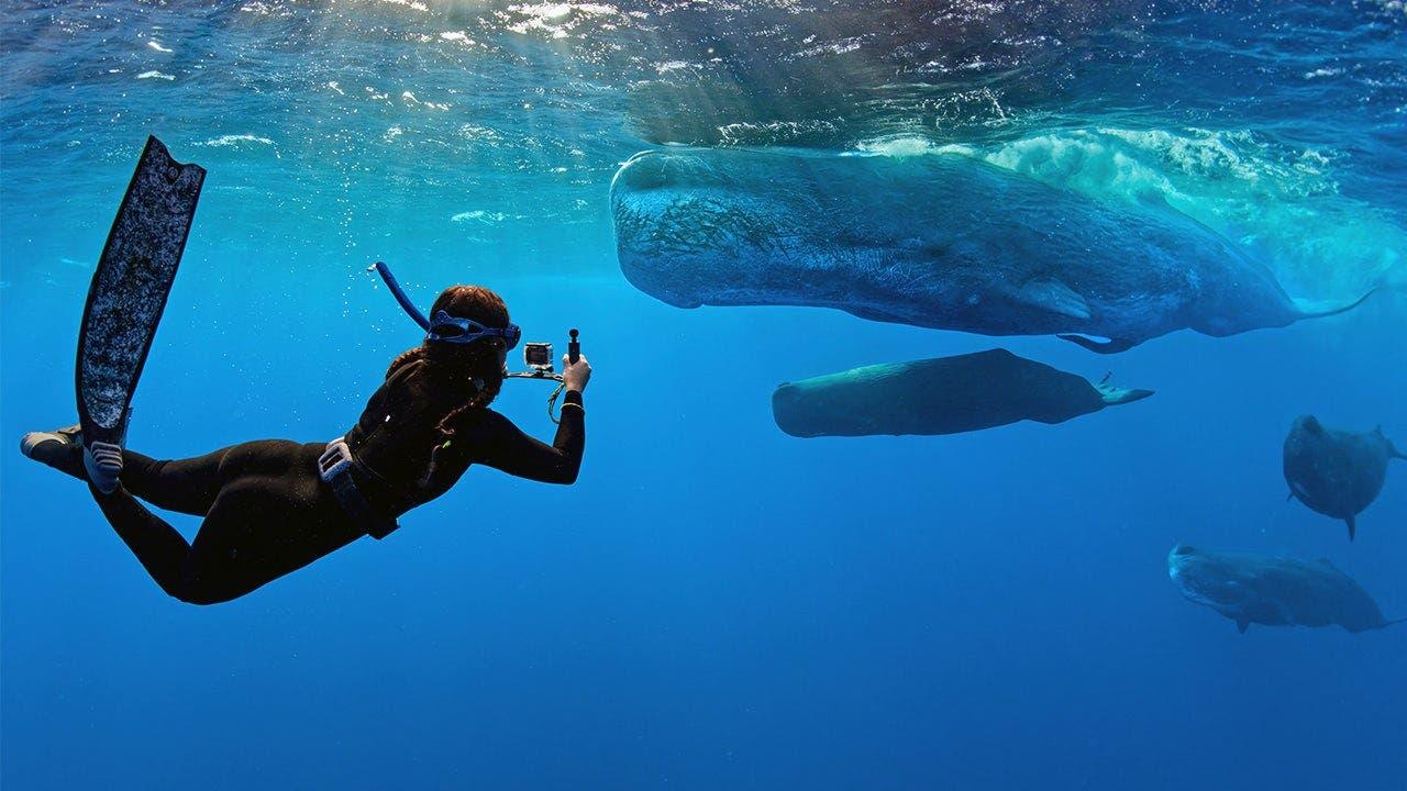 Private Whale Watching & Snorkeling Boat Tour