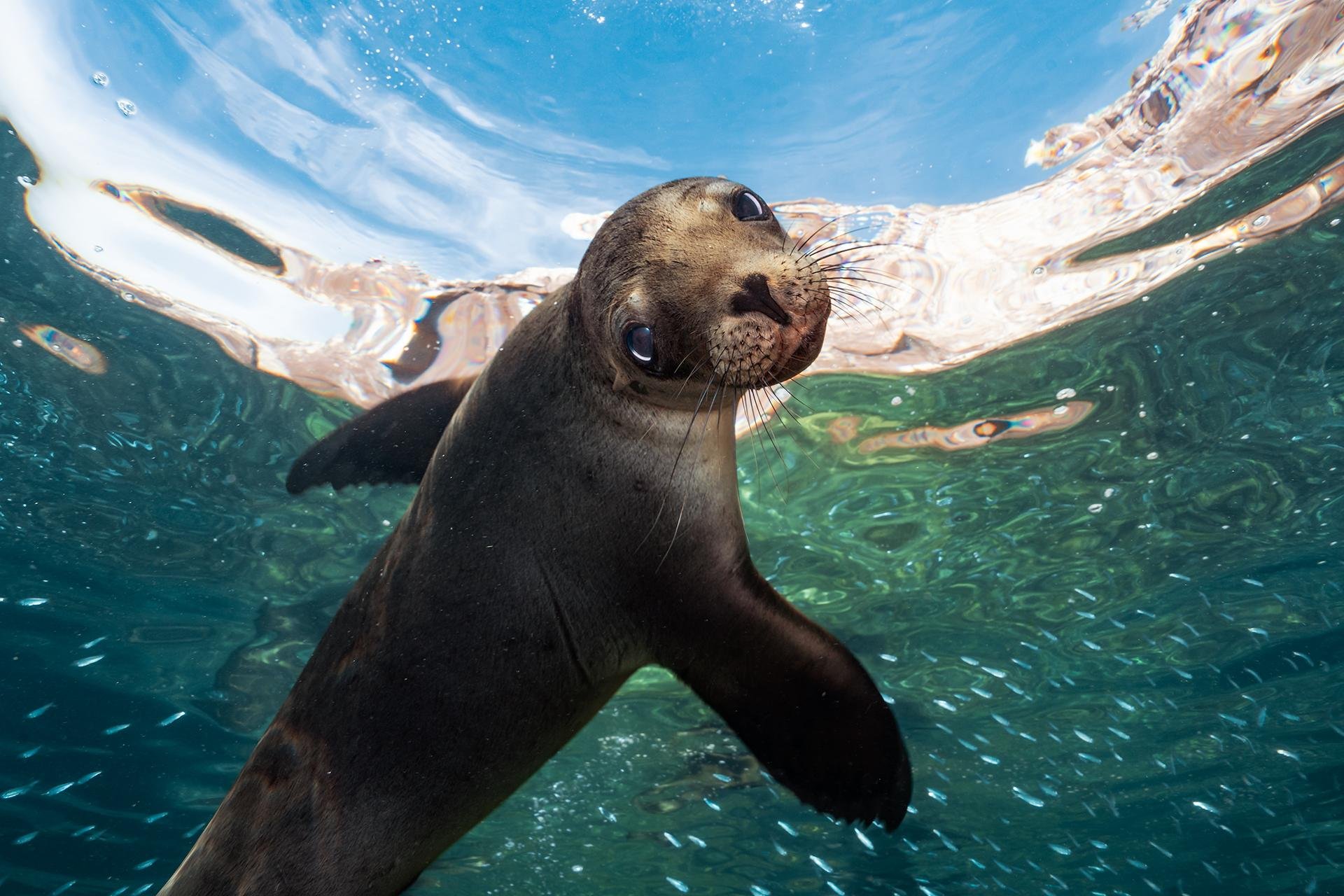 Espiritu Santo Island Sea Lion Snorkeling Expedition