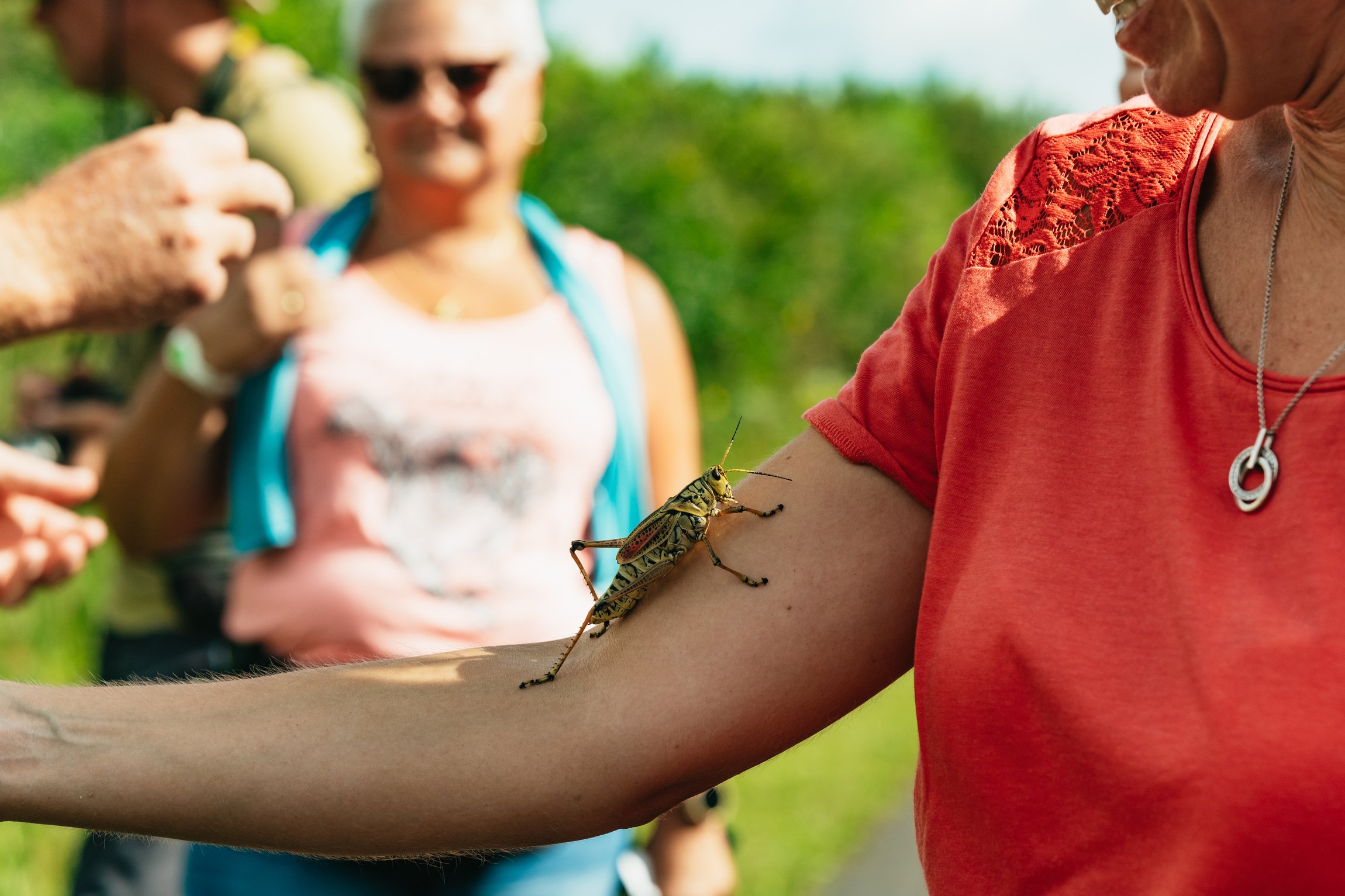 Everglades airboat tour sawgrass marsh alligator wildlife near Miami Florida — image 8