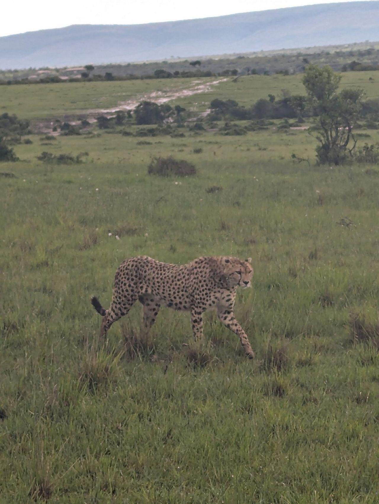 3-Day Maasai Mara Shared Jeep Safari from Nairobi