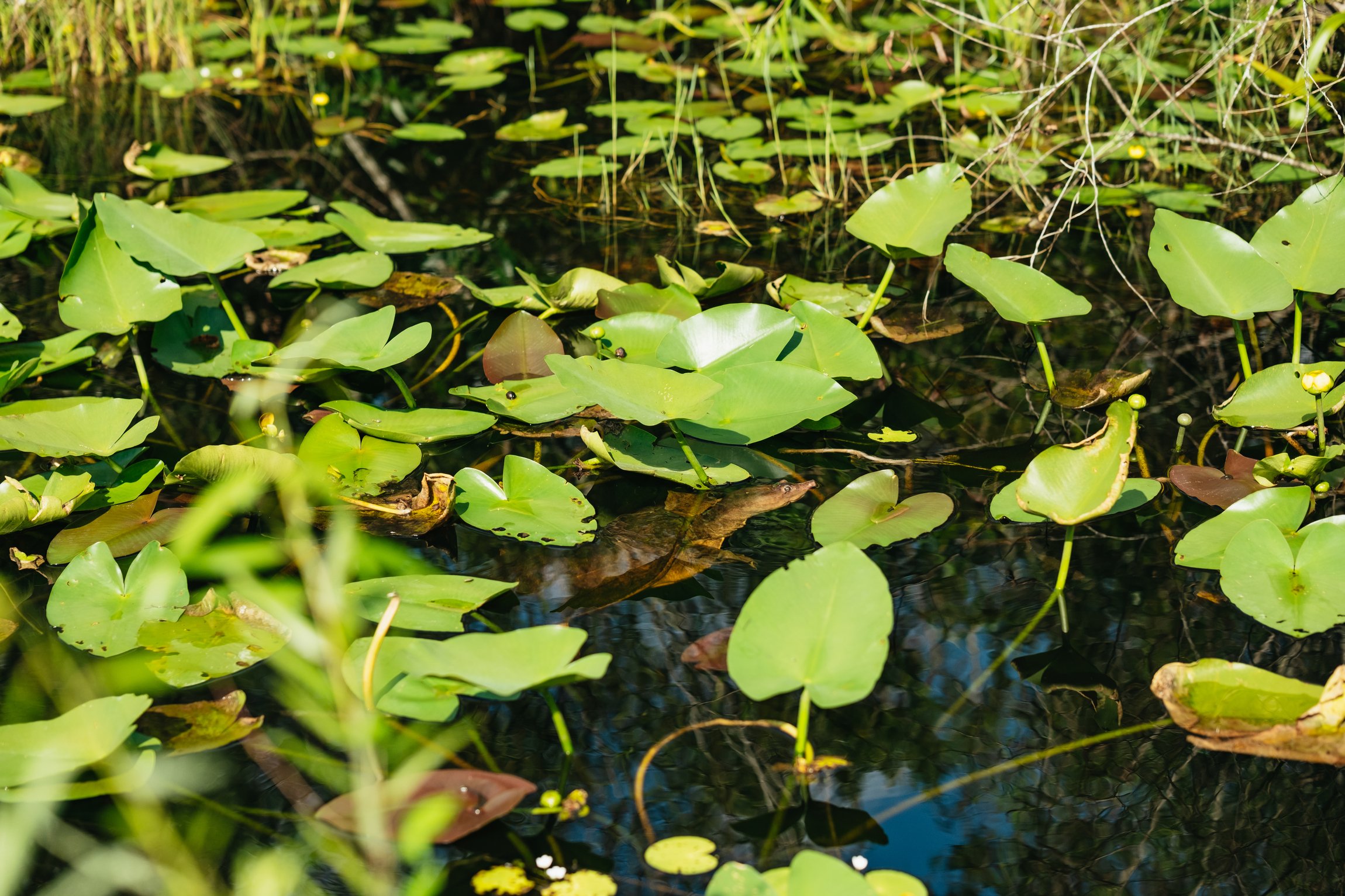 Everglades airboat tour sawgrass marsh alligator wildlife near Miami Florida — image 9