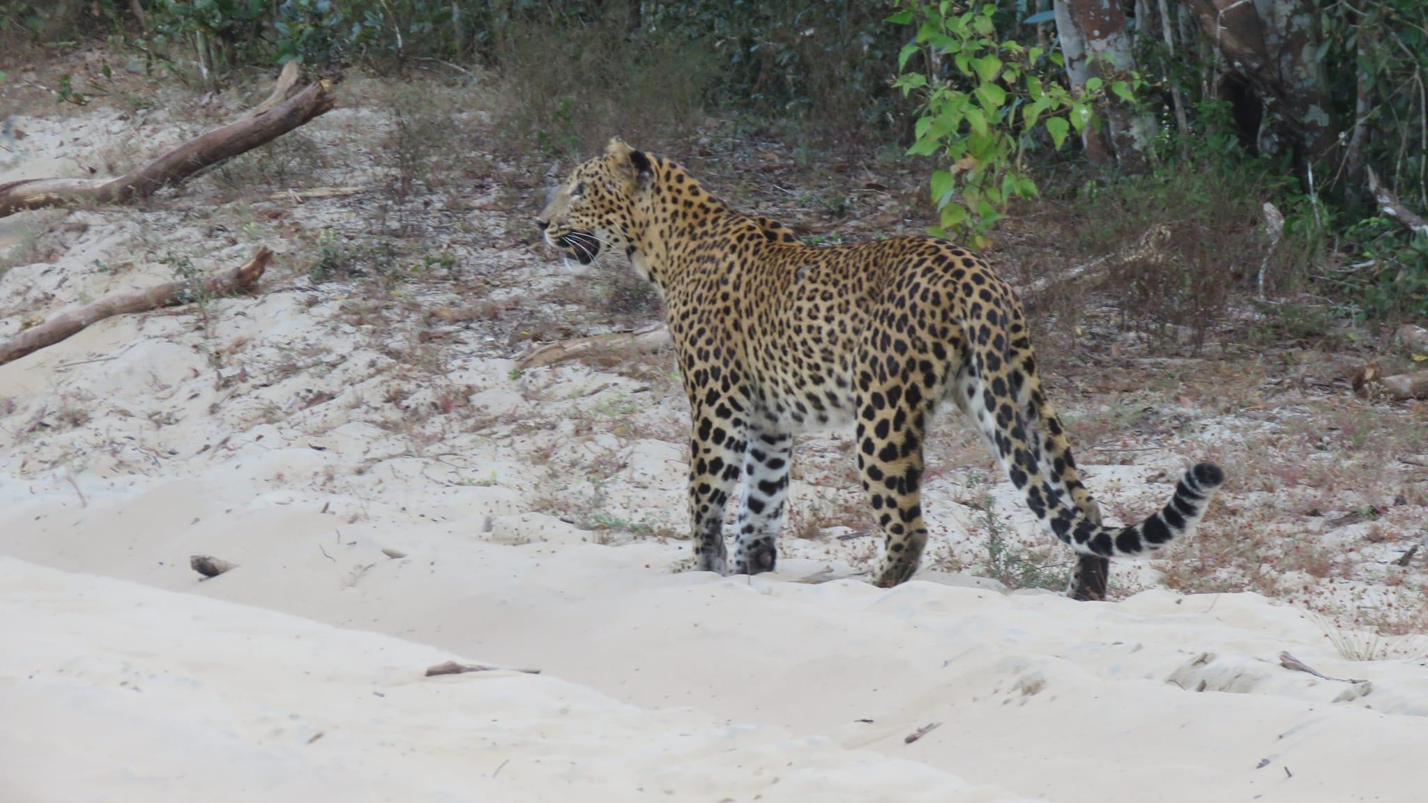 Full-Day Wilpattu National Park Leopard Safari from Anuradhapura