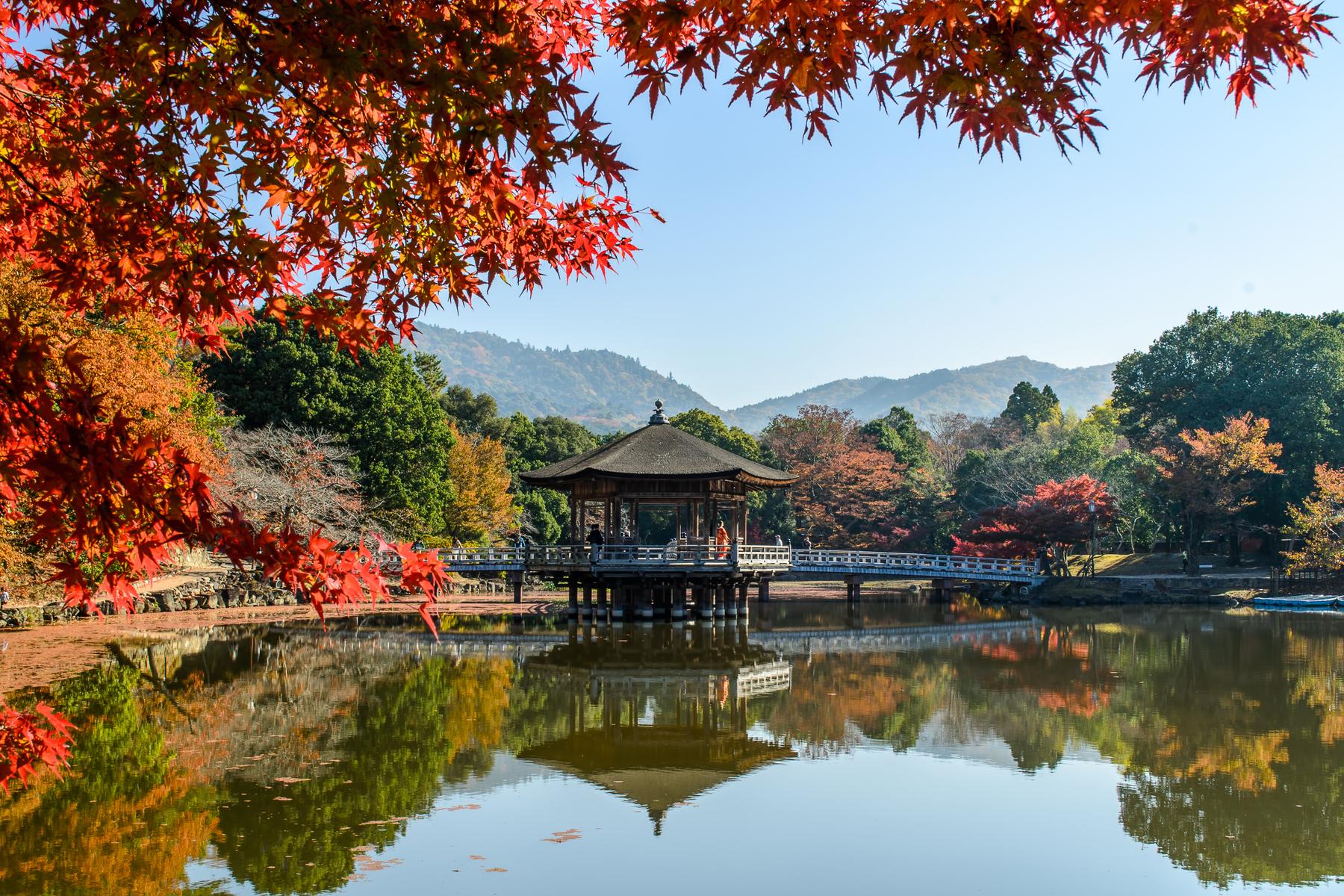 Kyoto Temples & Nara Deer Park Small Group Tour from Osaka