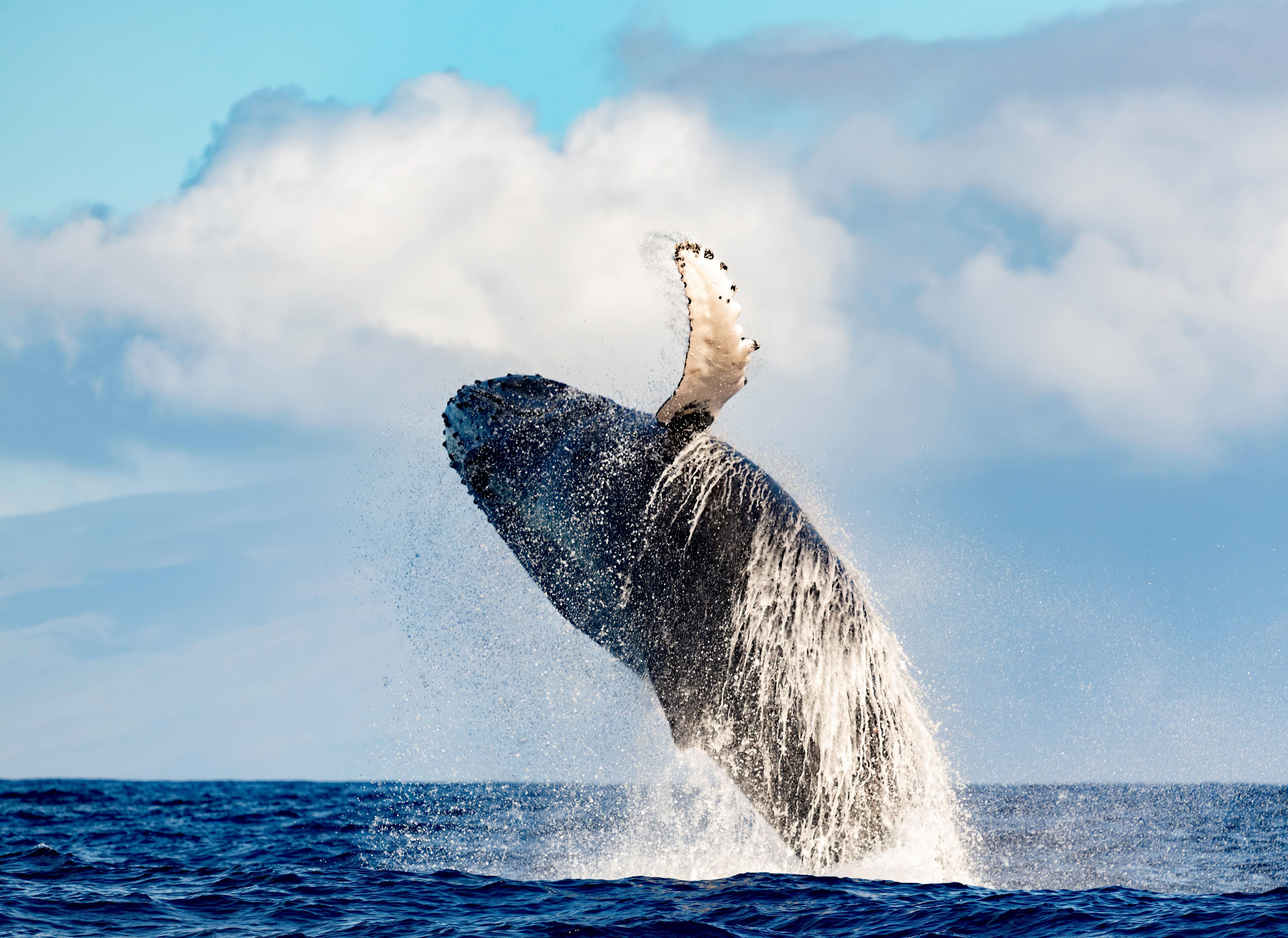 Waikiki Humpback Whale Watching Cruise