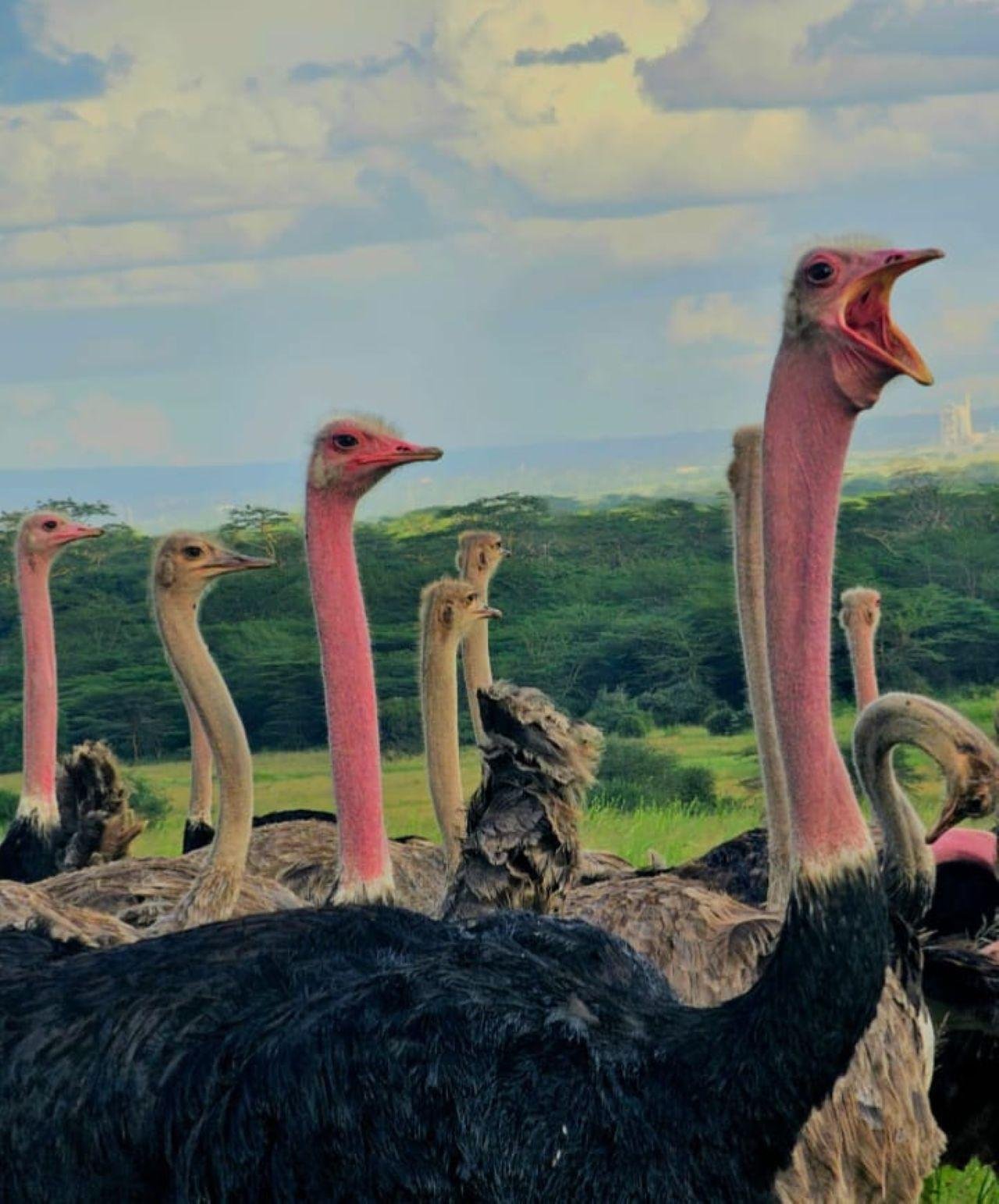 Nairobi Safari: National Park, Elephant Orphanage & Giraffe Center