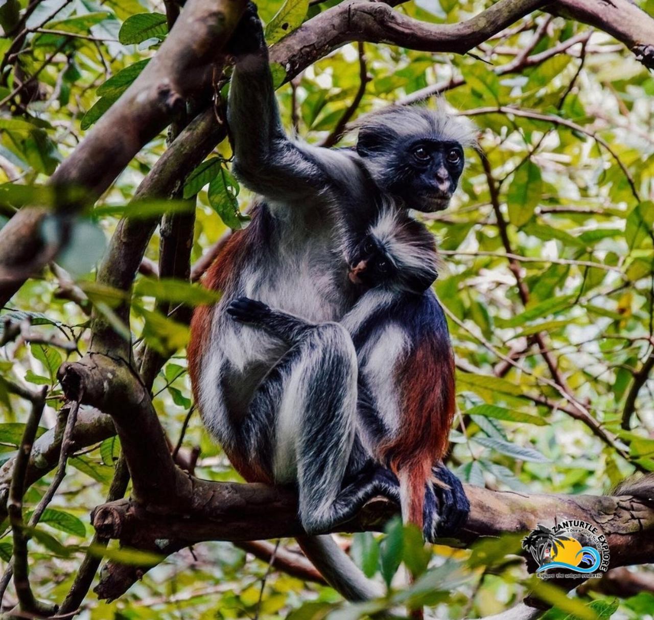 Zanzibar: Jozani Forest, Salaam Cave & The Rock Restaurant Day Tour