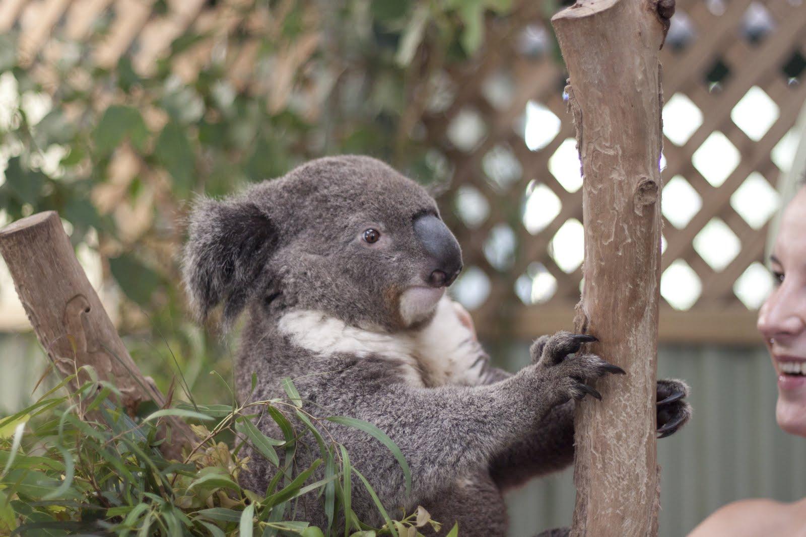 Sydney: Royal National Park Coast & Forest, Koalas & Lunch