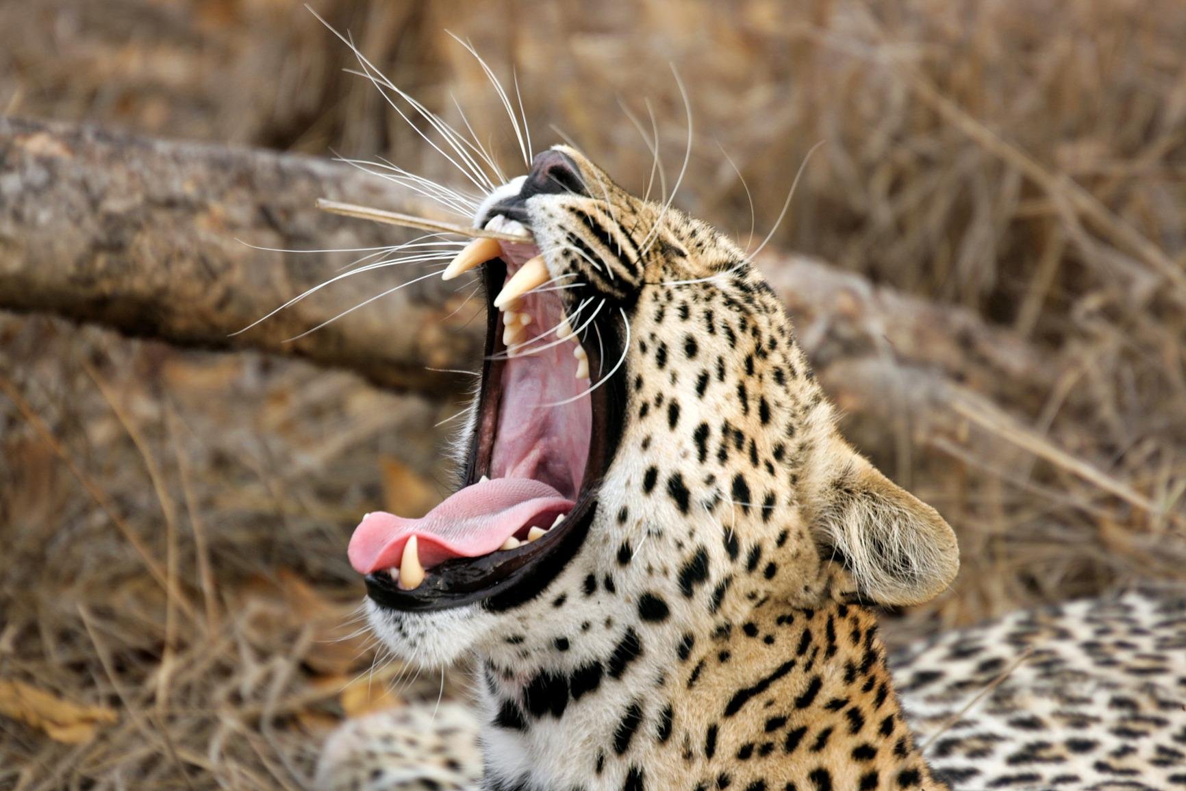 Yala National Park Safari Expedition
