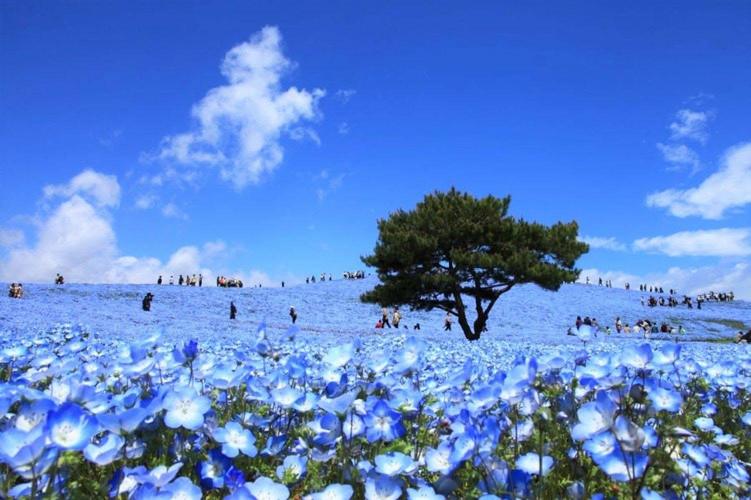 Shibazakura Festival Private Guided Day Tour near Mount Fuji