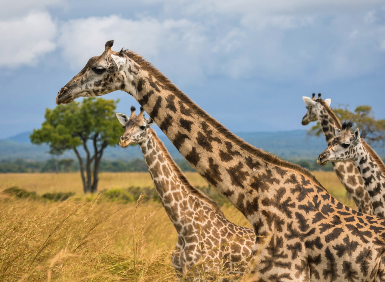 Zanzibar to Mikumi: Fly-In Safari Day Trip by Twin-Engine Plane