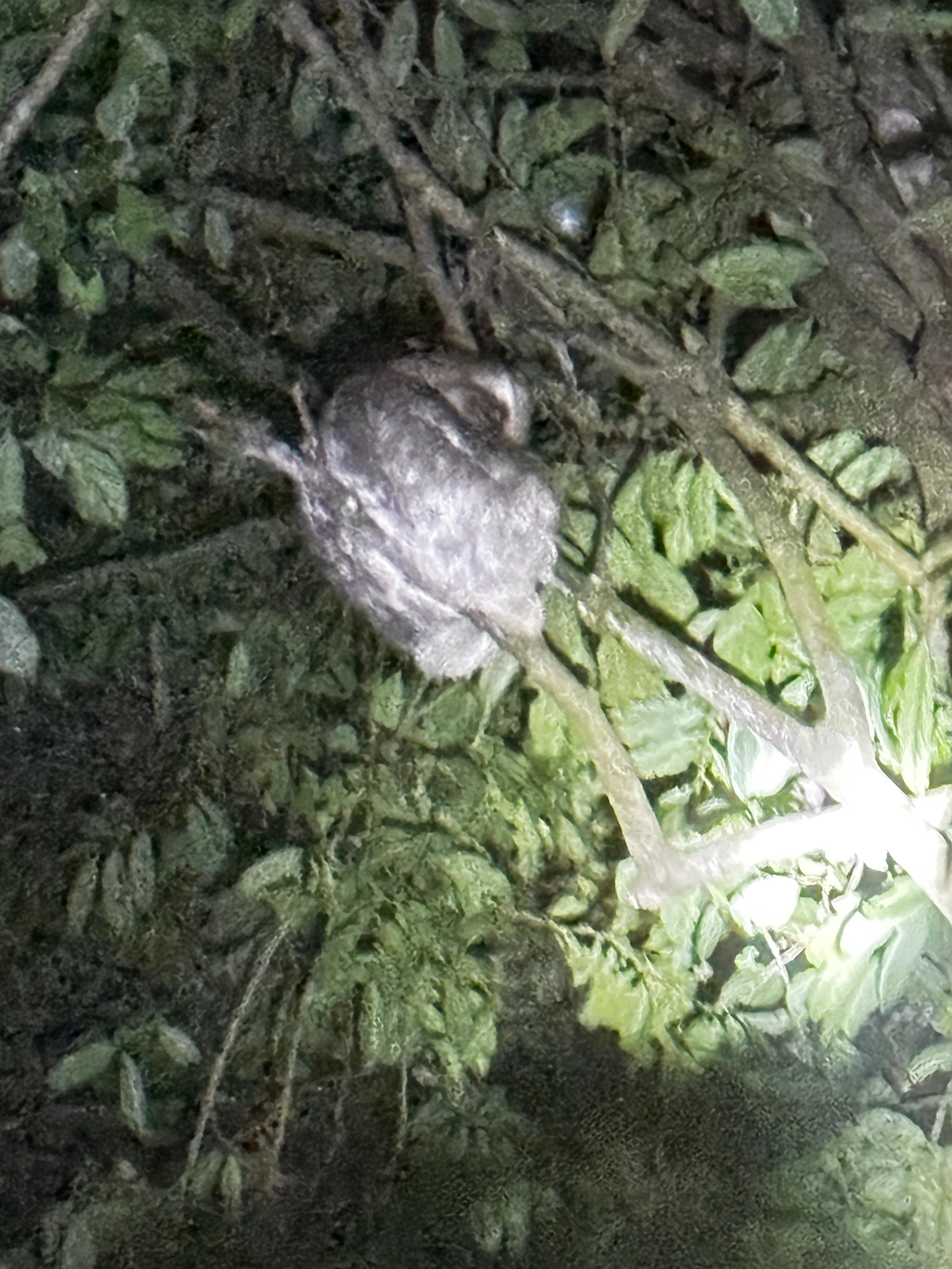 Tortuguero 2-Day Eco Adventure: Canoe, Jaguar Trail, Night Walk & Turtle Nesting