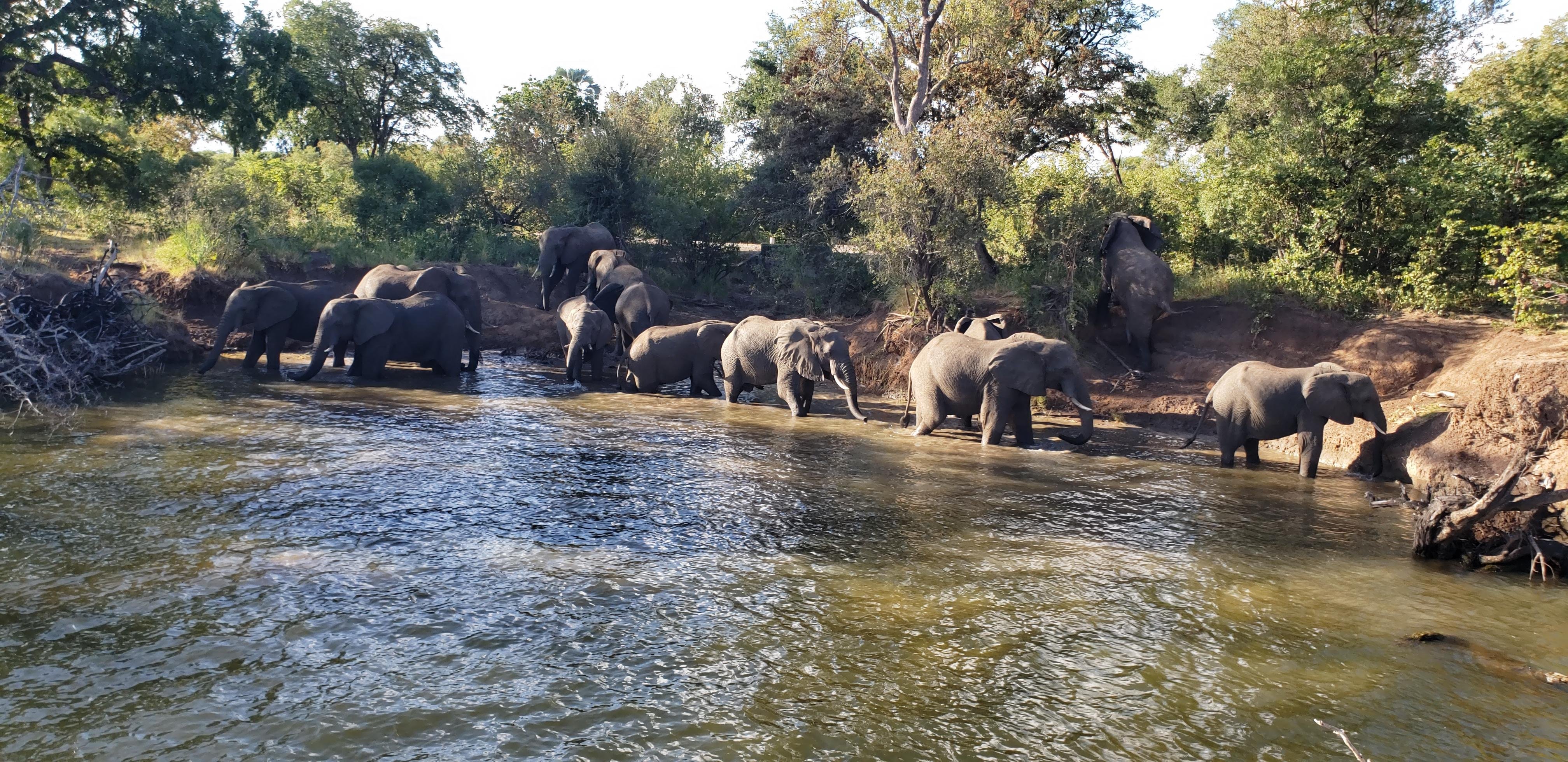 Mosi-oa-Tunya Safari Drive & Rhino Walking Experience
