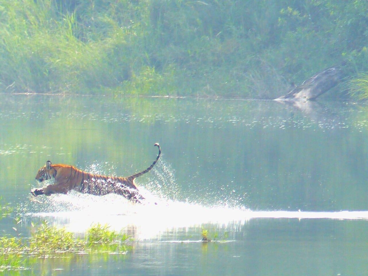 Bardia National Park: 3-Night Bengal Tiger Safari