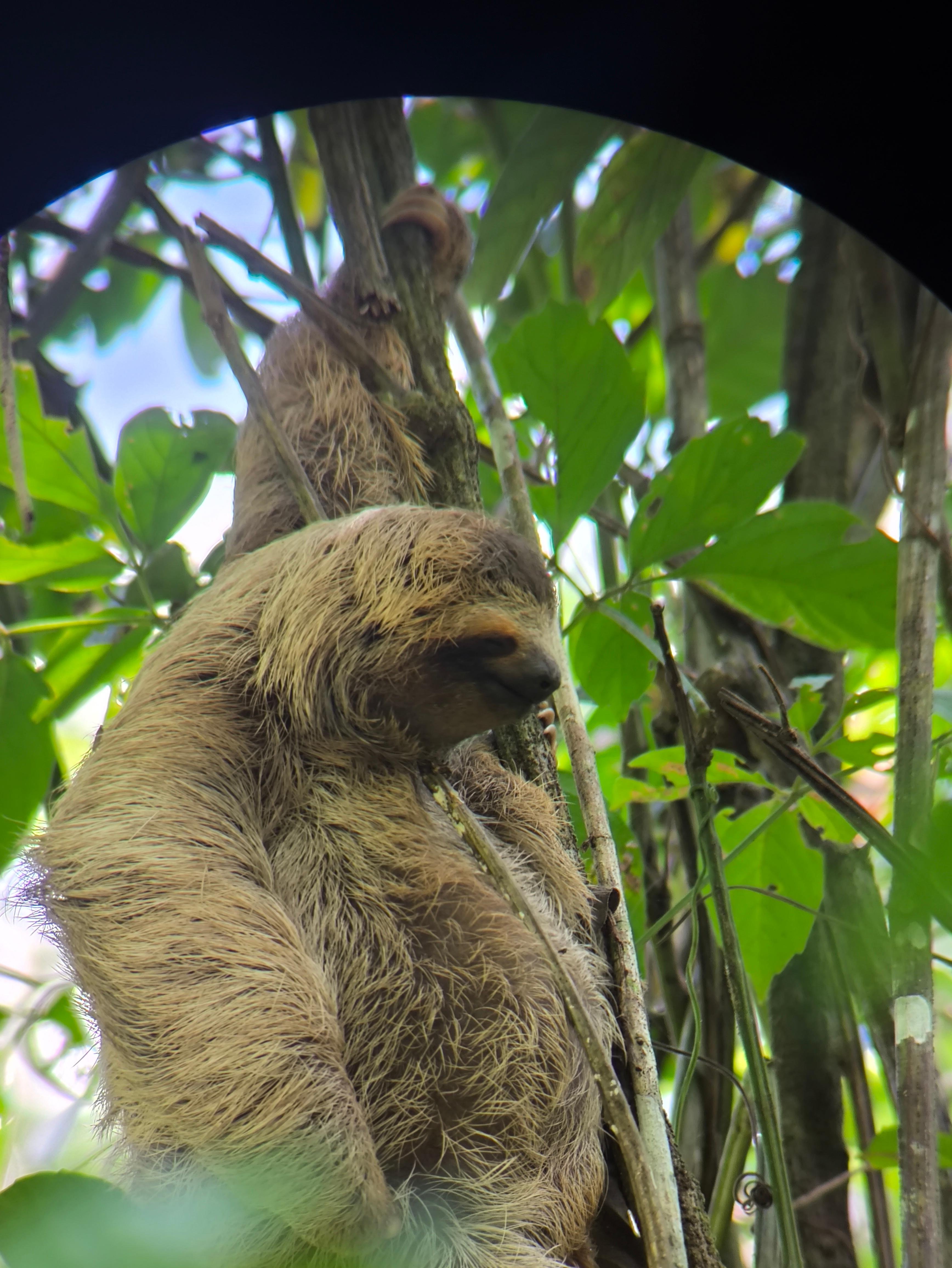 Manuel Antonio National Park: Expert-Guided Wildlife Hike