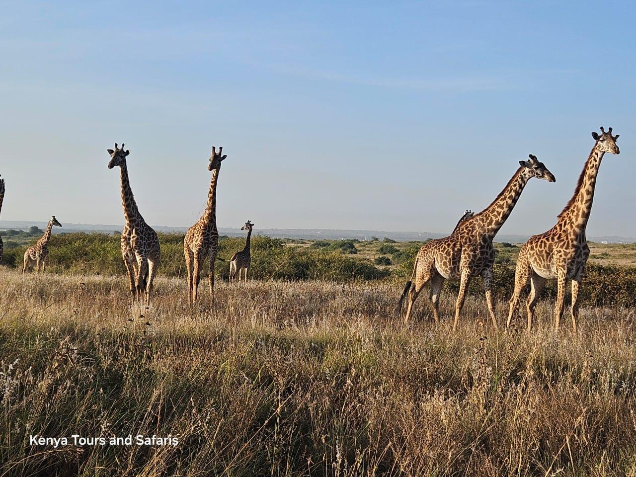 Nairobi National Park: Early Morning Guided Safari