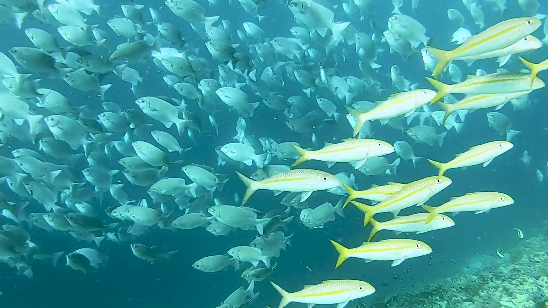Mnemba Atoll Dolphin & Snorkel Boat Adventure from Kendwa or Nungwi