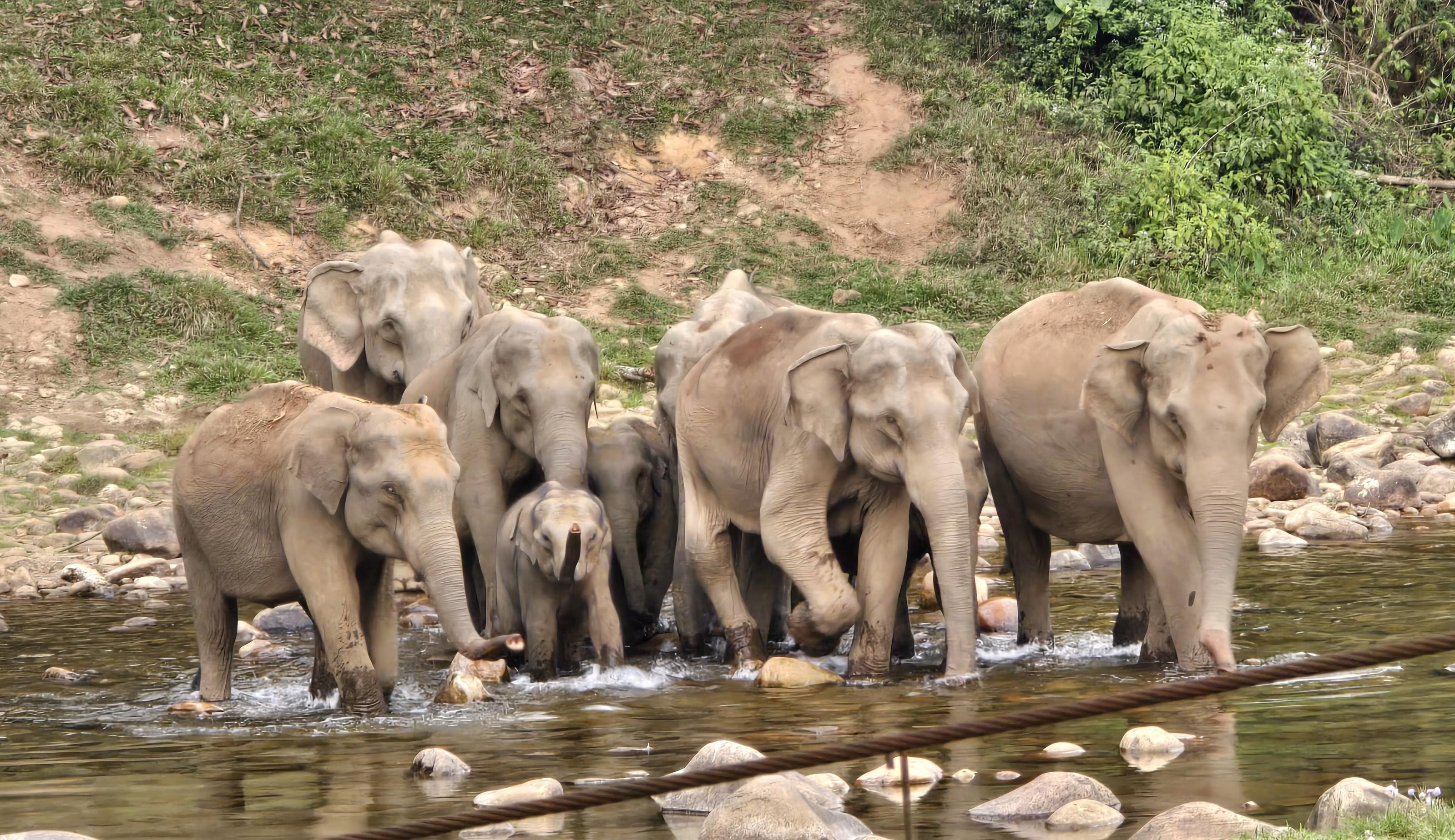 Munnar: Wild Elephant Jeep Safari in Anakulam