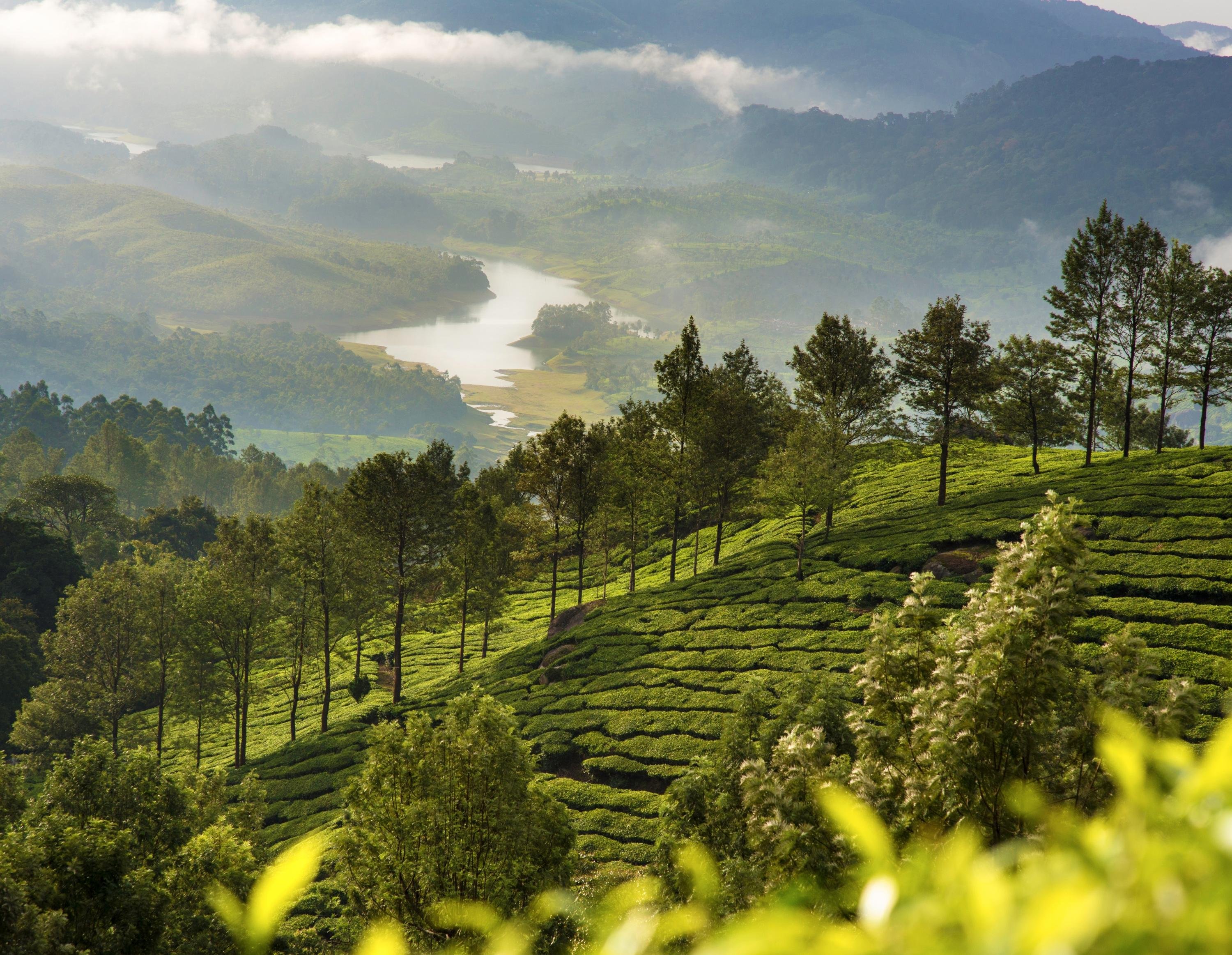 5-Day Kerala Escape: Munnar, Thekkady, and Alleppey Backwaters