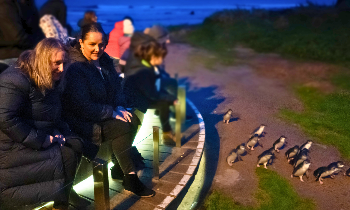 Phillip Island Penguin Parade Afternoon Express from Melbourne
