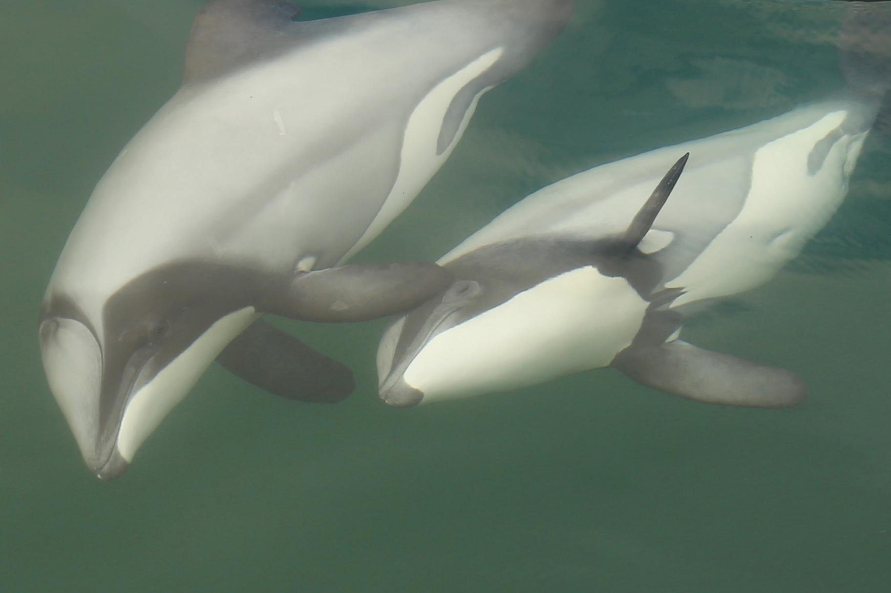 Motuara Island Sanctuary & Dolphin Watching