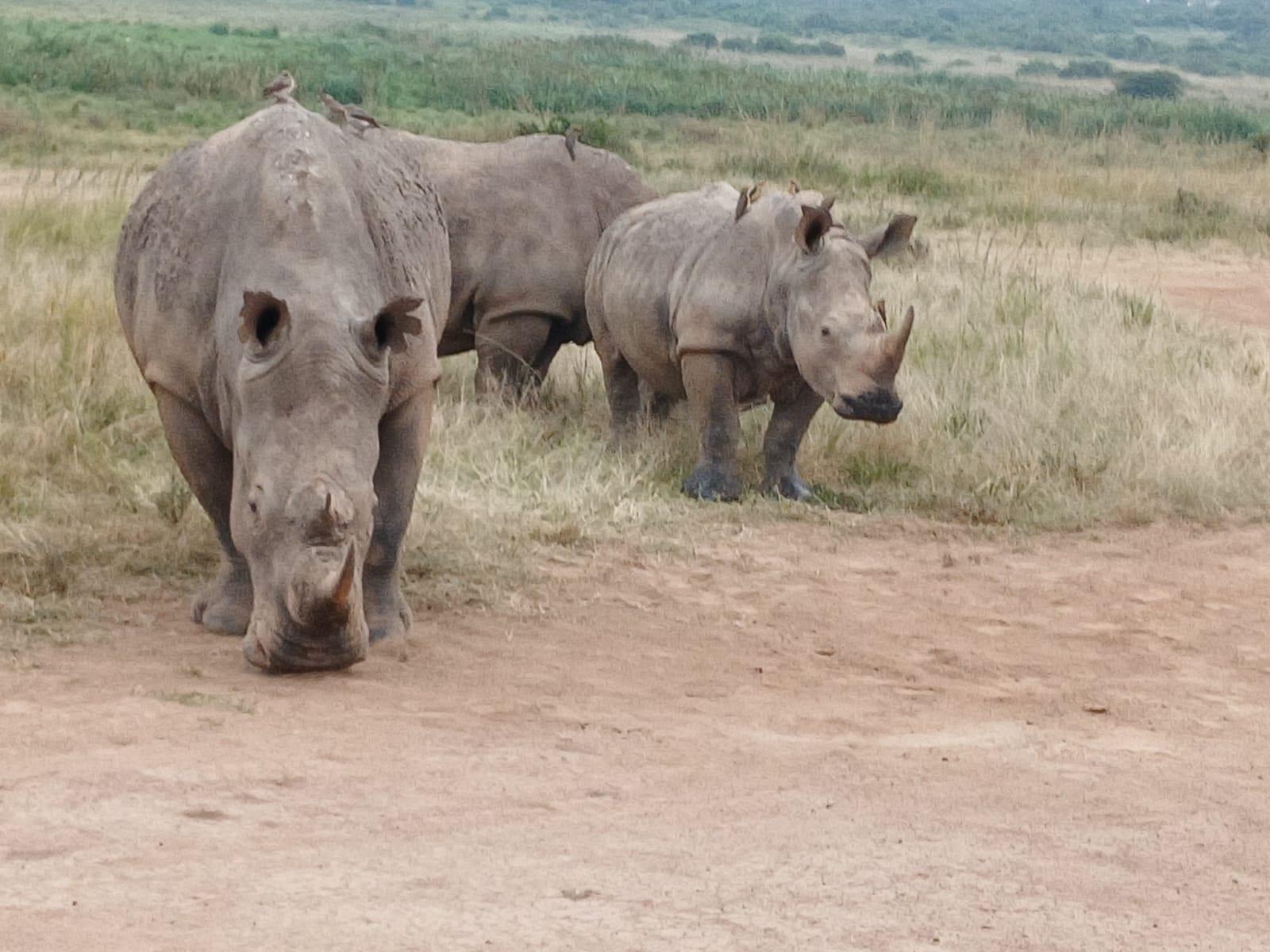 Nairobi Safari: National Park, Elephant Orphanage & Giraffe Center