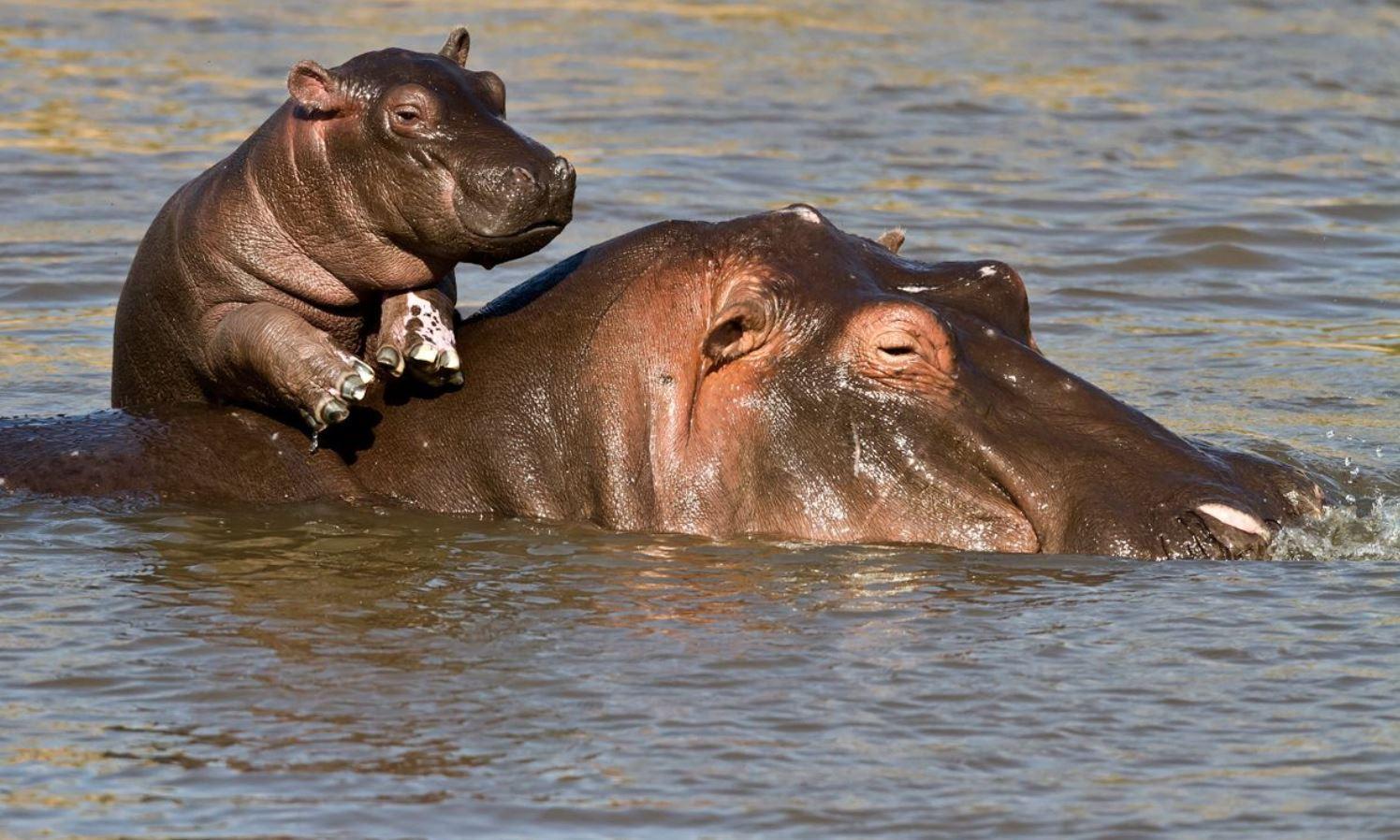 Isimangaliso Wetlands & St Lucia Estuary Day Trip from Durban