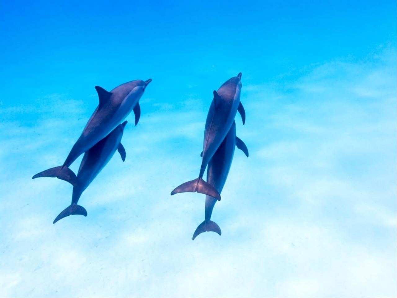 Dolphins, Spice Farm & Prison Island Full-Day Adventure