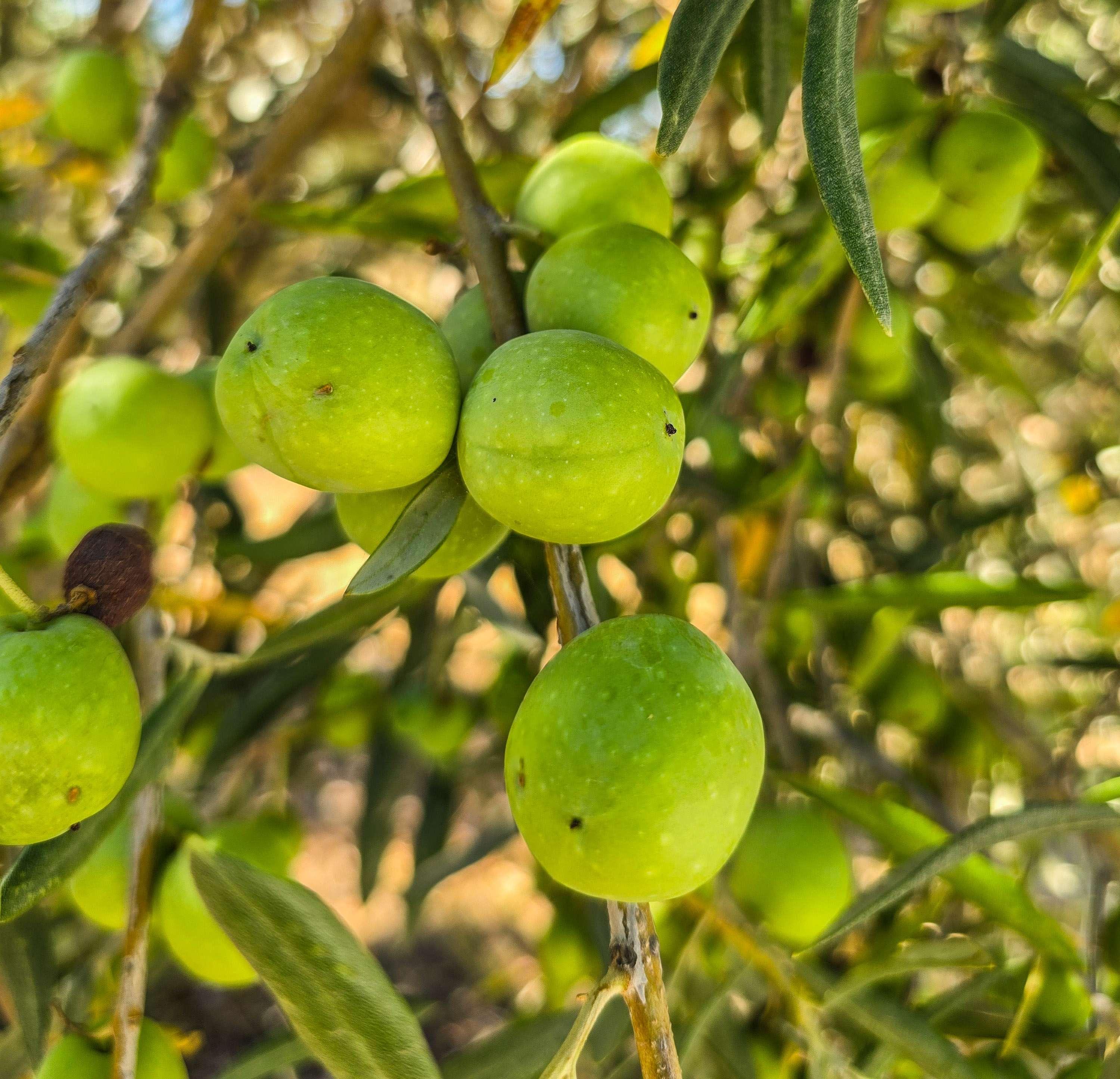 Tavira: Jeep Tour to Monterosa Olive Grove with Oil Tasting