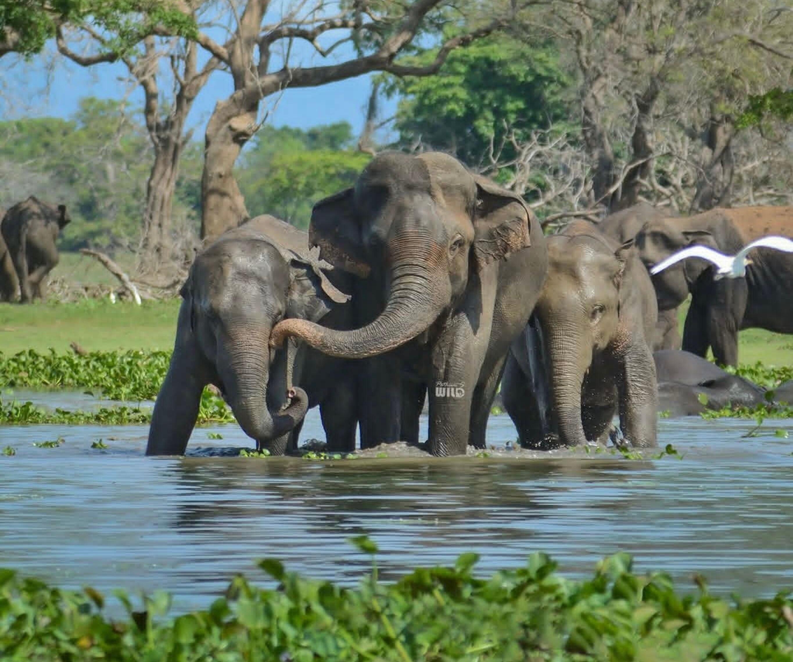 Private Luxury Elephant Safari in Minneriya National Park
