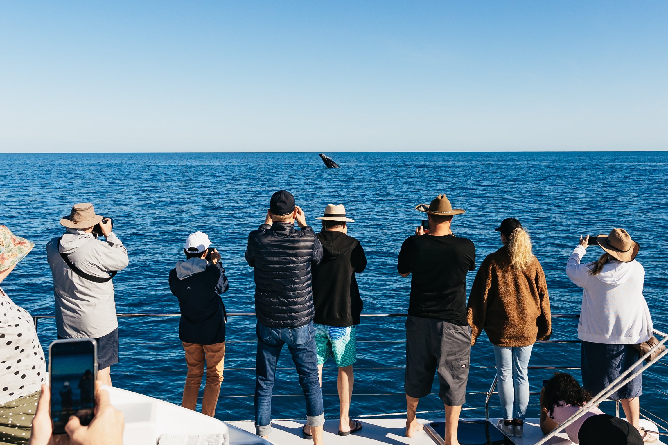 Hervey Bay Small-Group Humpback Whale Sailing Cruise