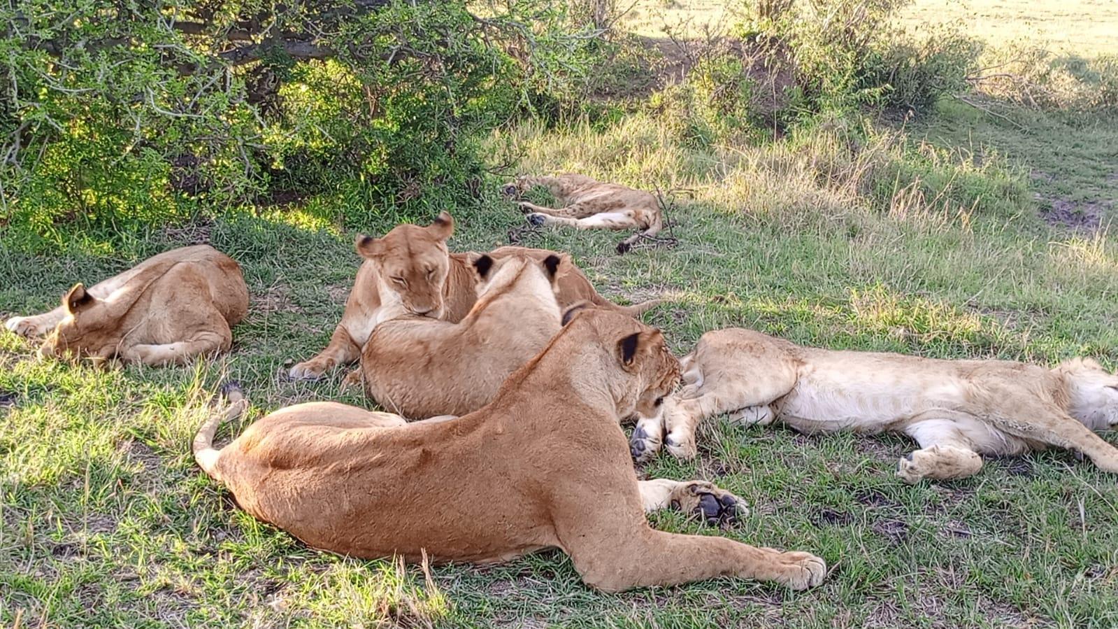 3-Day Masai Mara Safari Adventure from Nairobi
