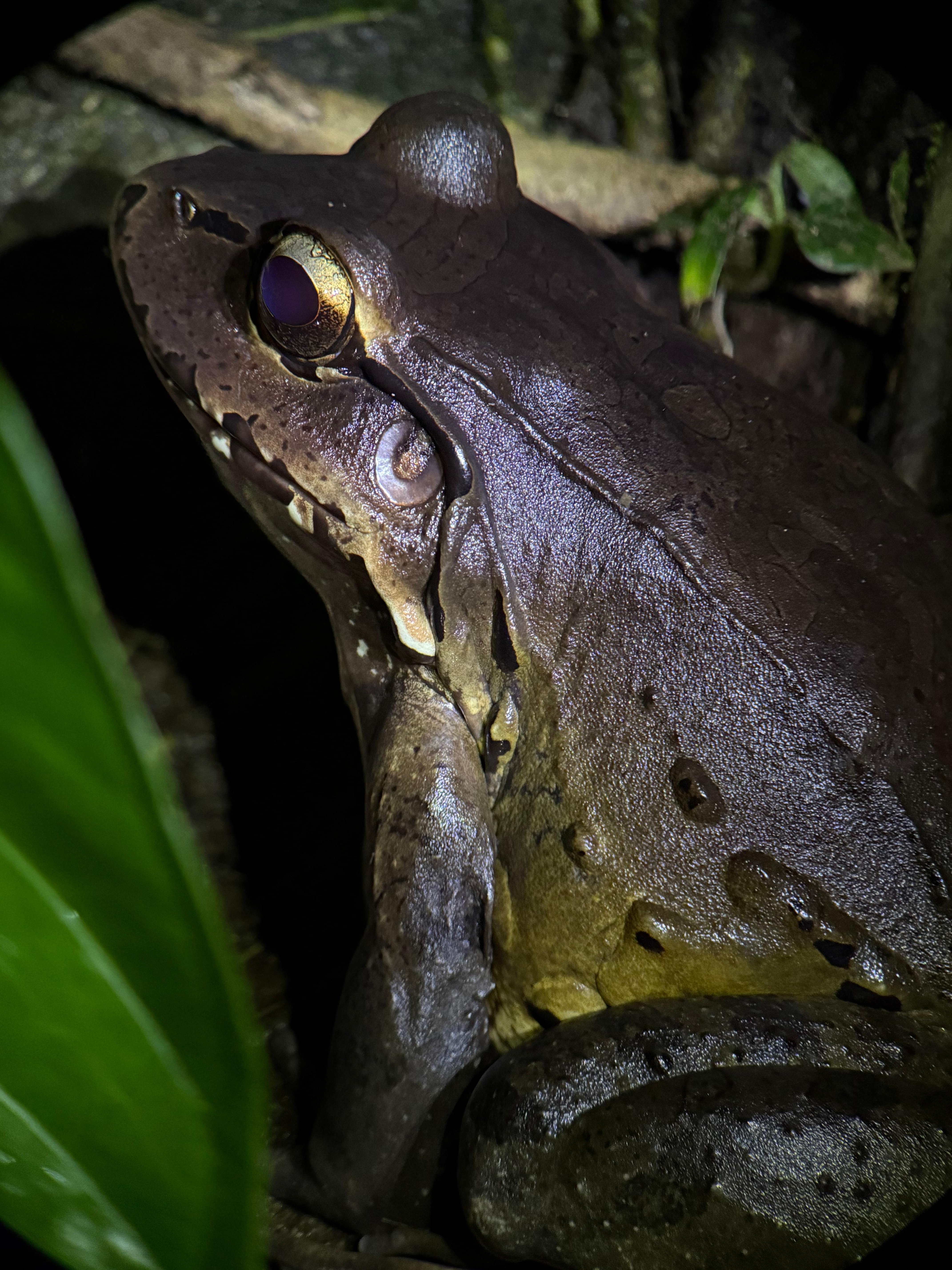 Manuel Antonio Night Wildlife Walk with Expert Naturalist