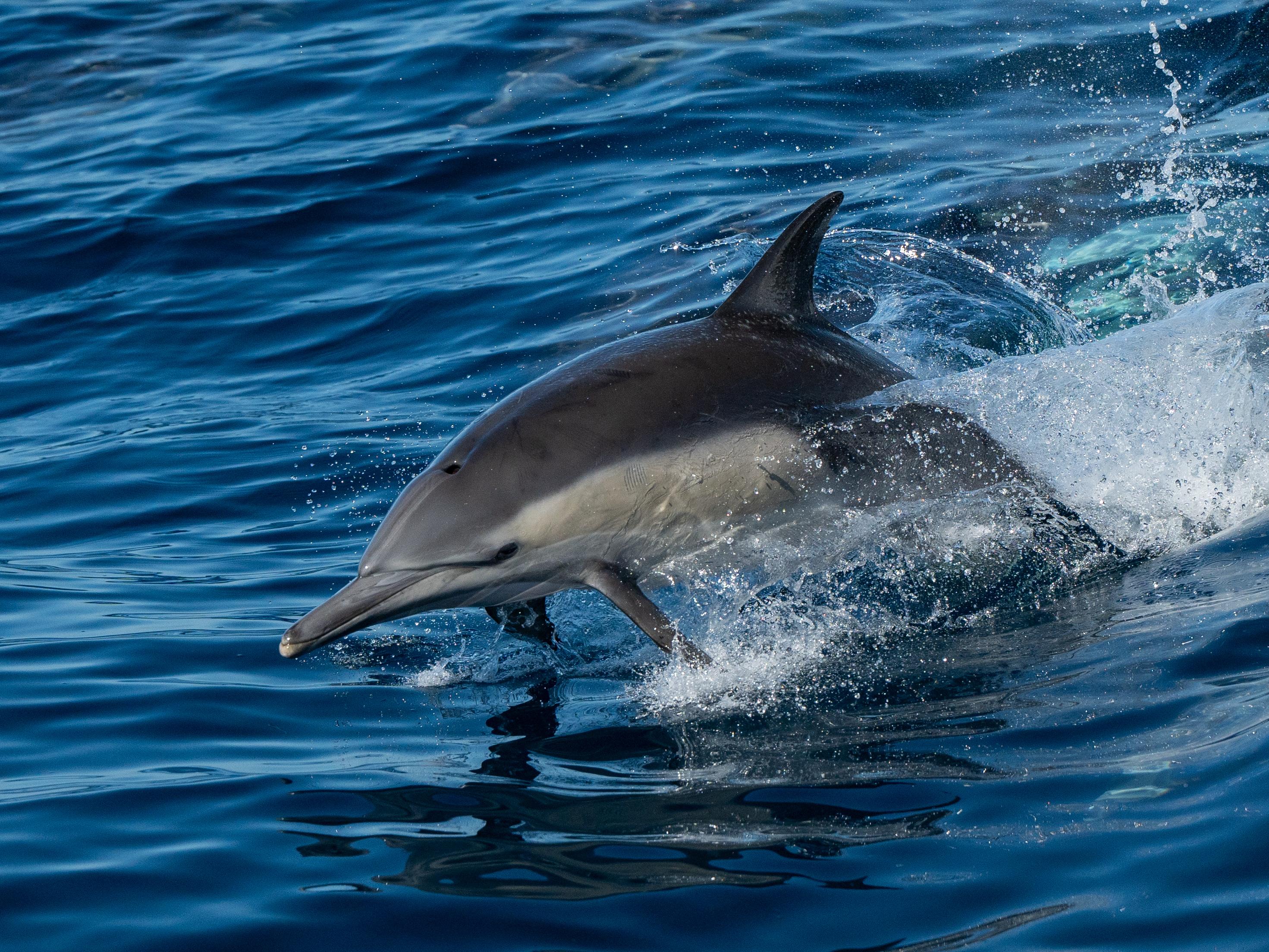 San Diego: Whale Watching & Dolphin Cruise