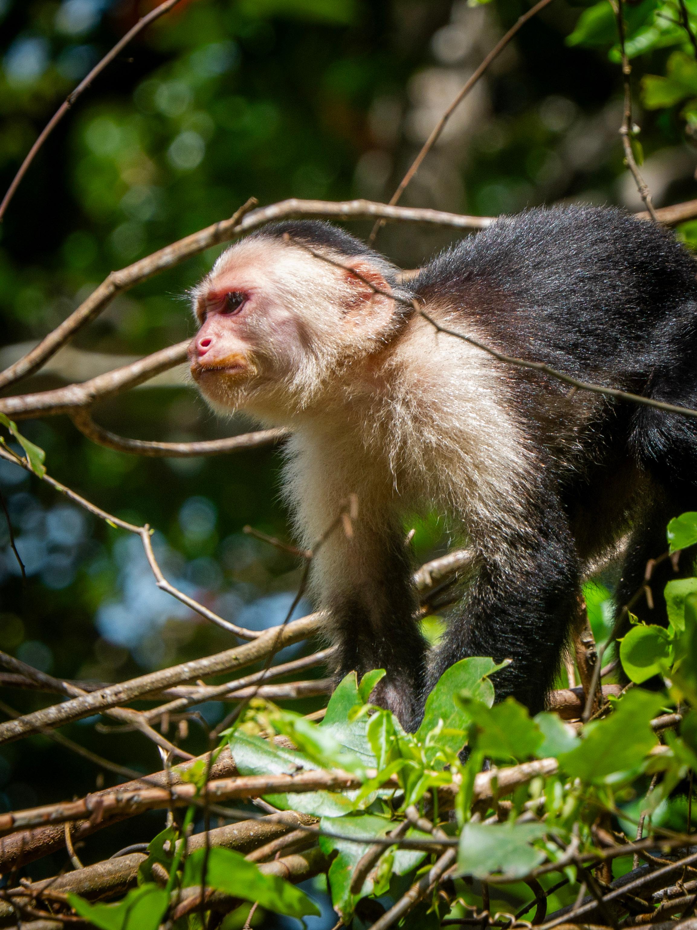 Punta Uva Wildlife Kayaking & Jungle Trail Tour