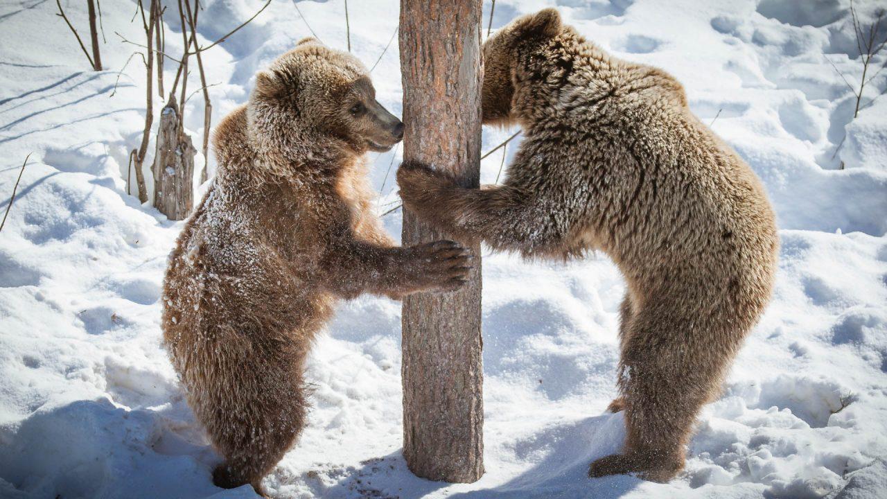 Rovaniemi to Ranua Zoo: Private Minibus Return Transfer