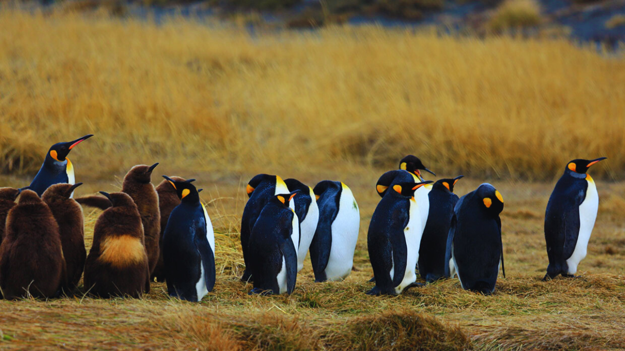 King Penguins & Tierra del Fuego Full-Day Expedition