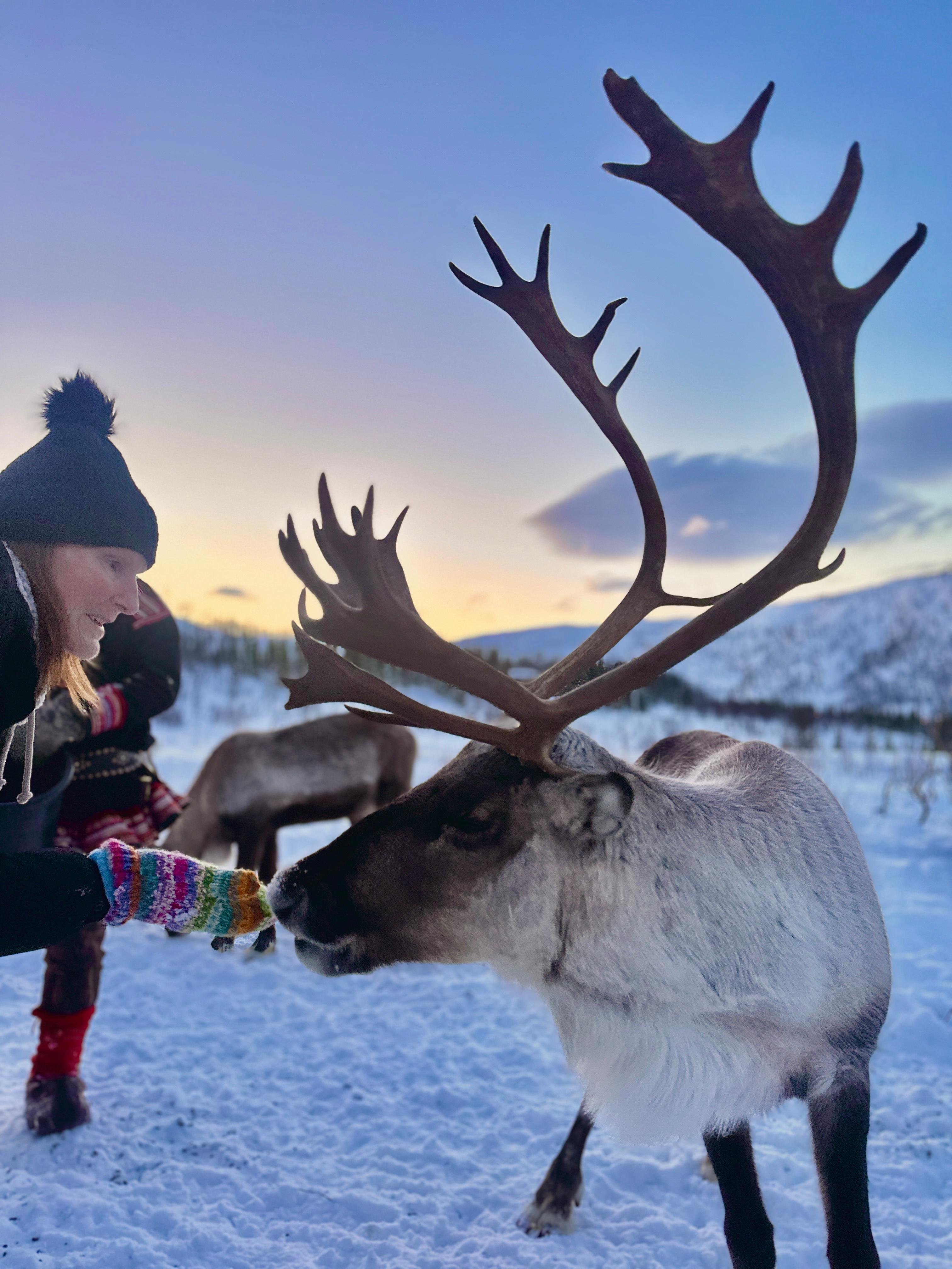 Tromsø: Arctic fjord sightseeing, Reindeer feeding and lunch — Sommarøy island Norway tour photo 2