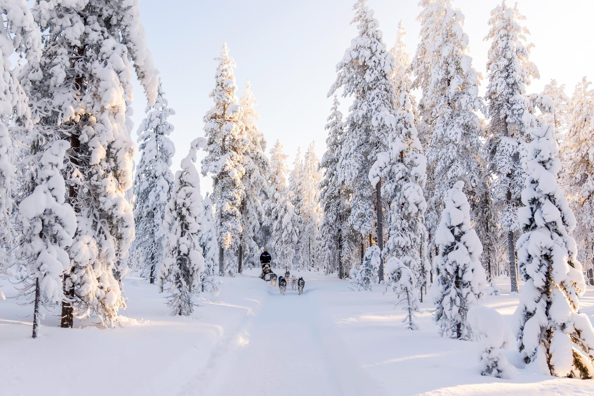 Rovaniemi Husky Safari: Drive Your Own Team & Lapland BBQ