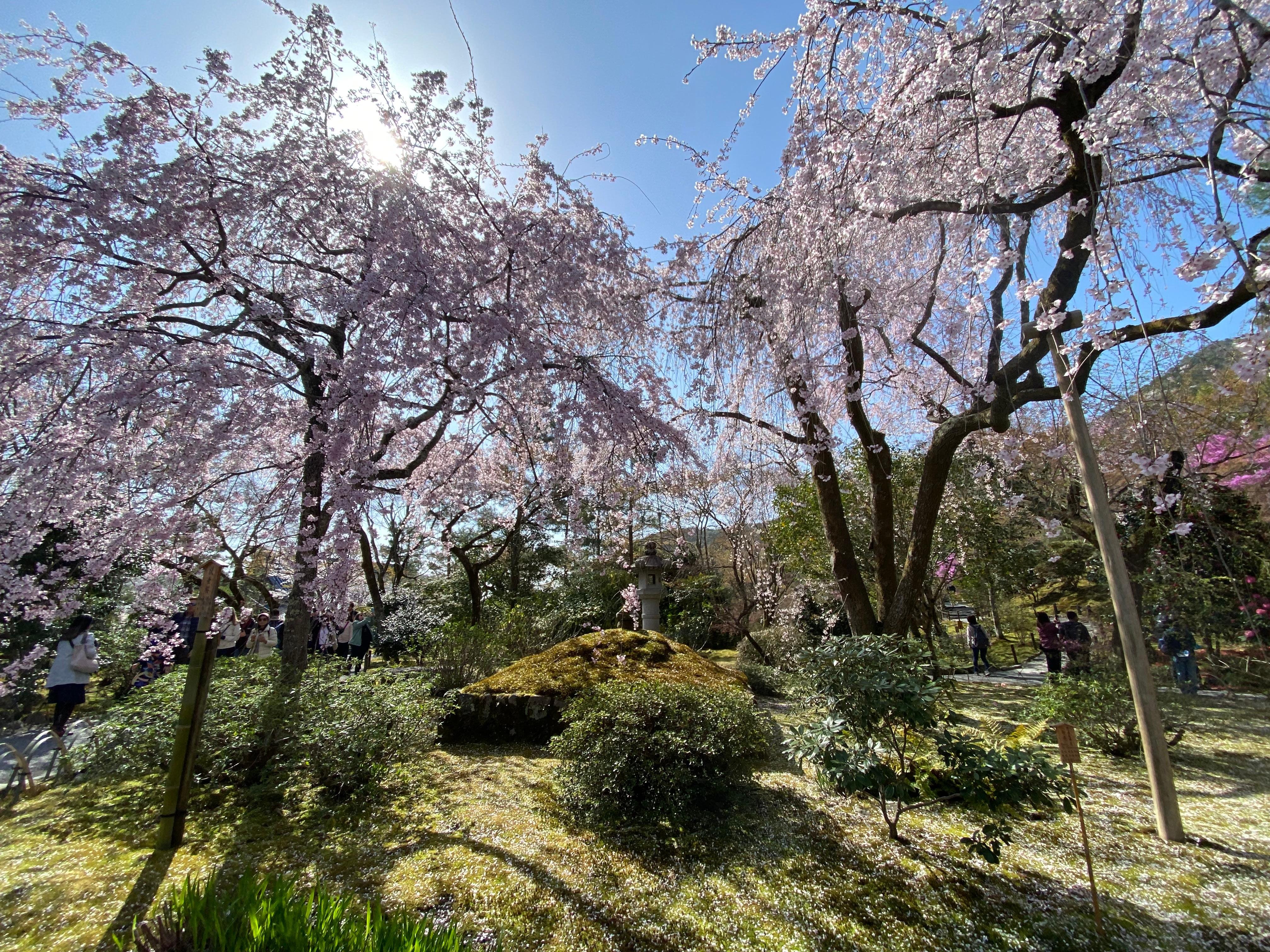 嵐山竹林 早朝サイクリングツアー