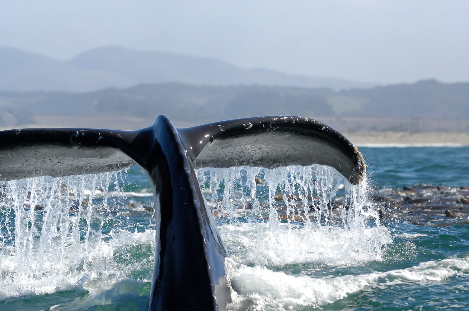 San Diego: Whale Watching Tour - Flagship Cruises & Events