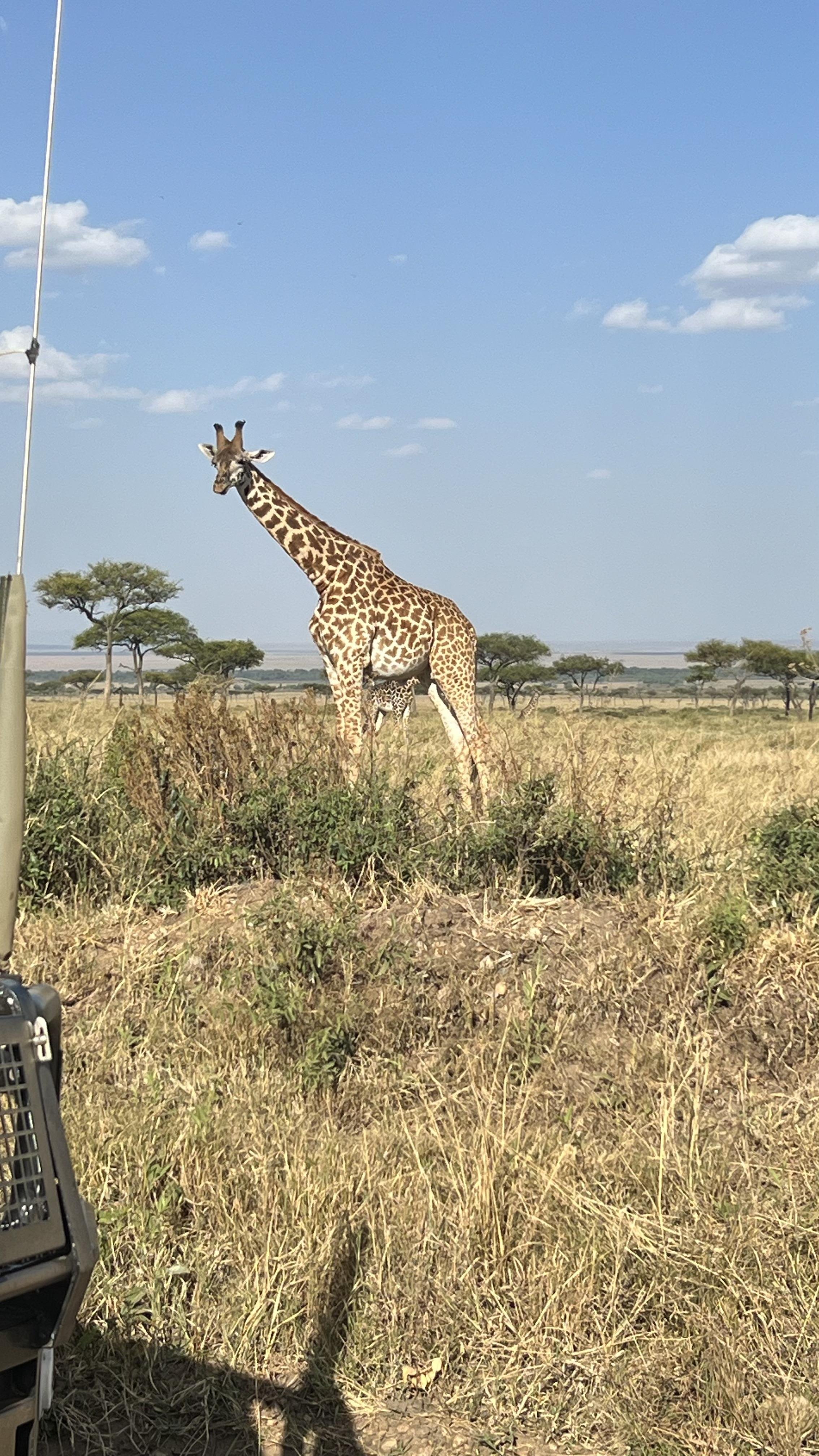 Nairobi to Masai Mara Safari & Masai Village Day Trip