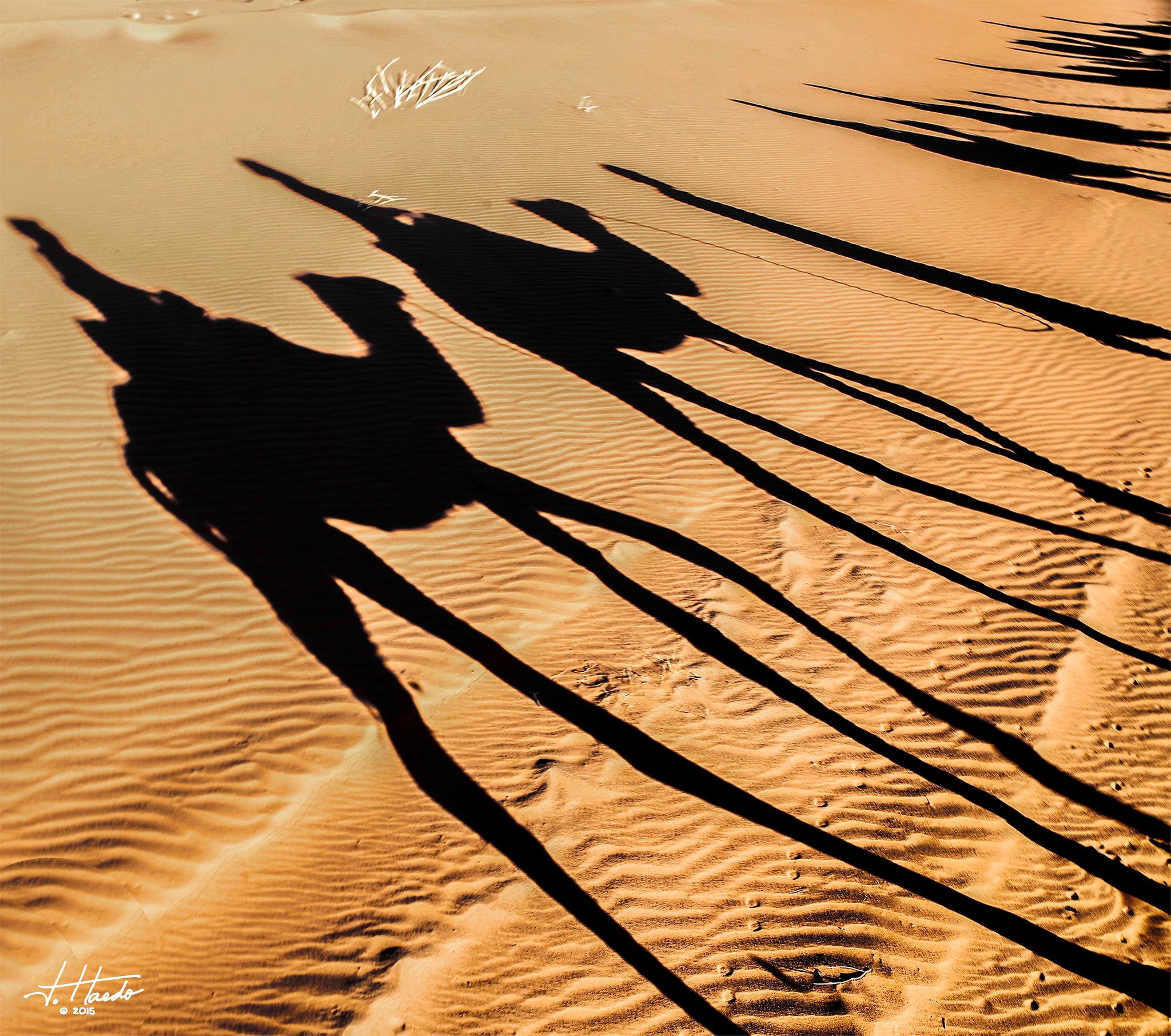 Agadir Camel Trekking Adventure with Refreshments