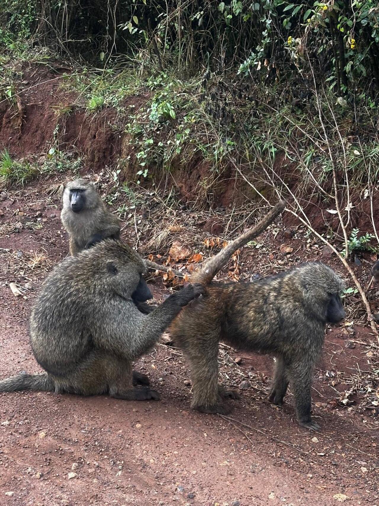 Nairobi National Park 5-Hour Guided Safari