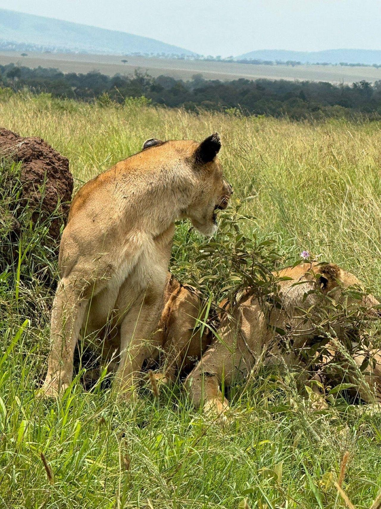 3-Day Maasai Mara Shared Jeep Safari from Nairobi