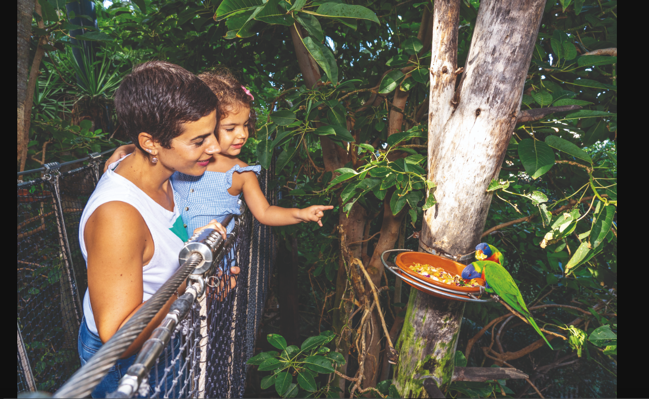 Loro Parque Expedition from South Tenerife with Transfers