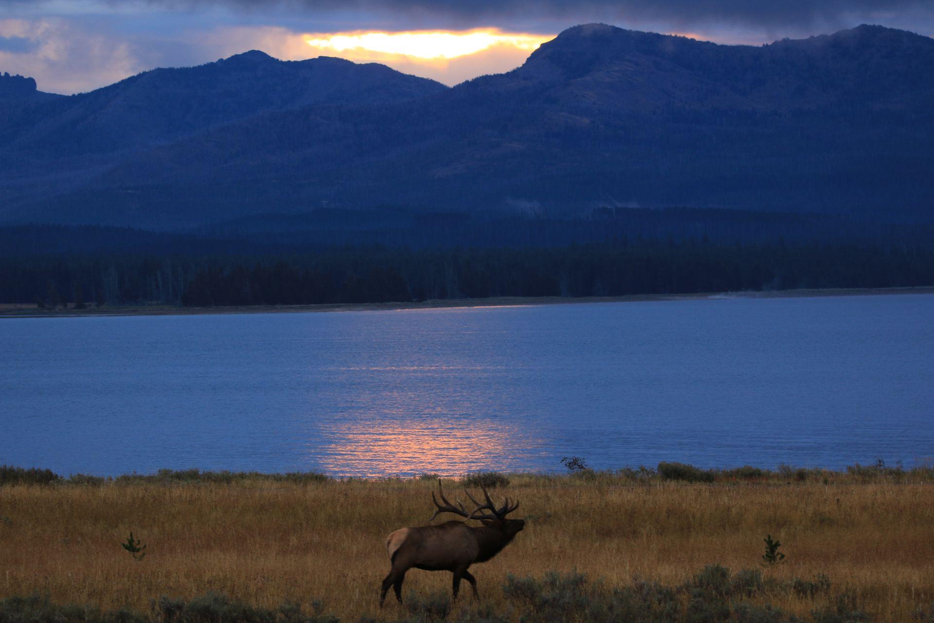 Private Sunset Wildlife Safari from West Yellowstone