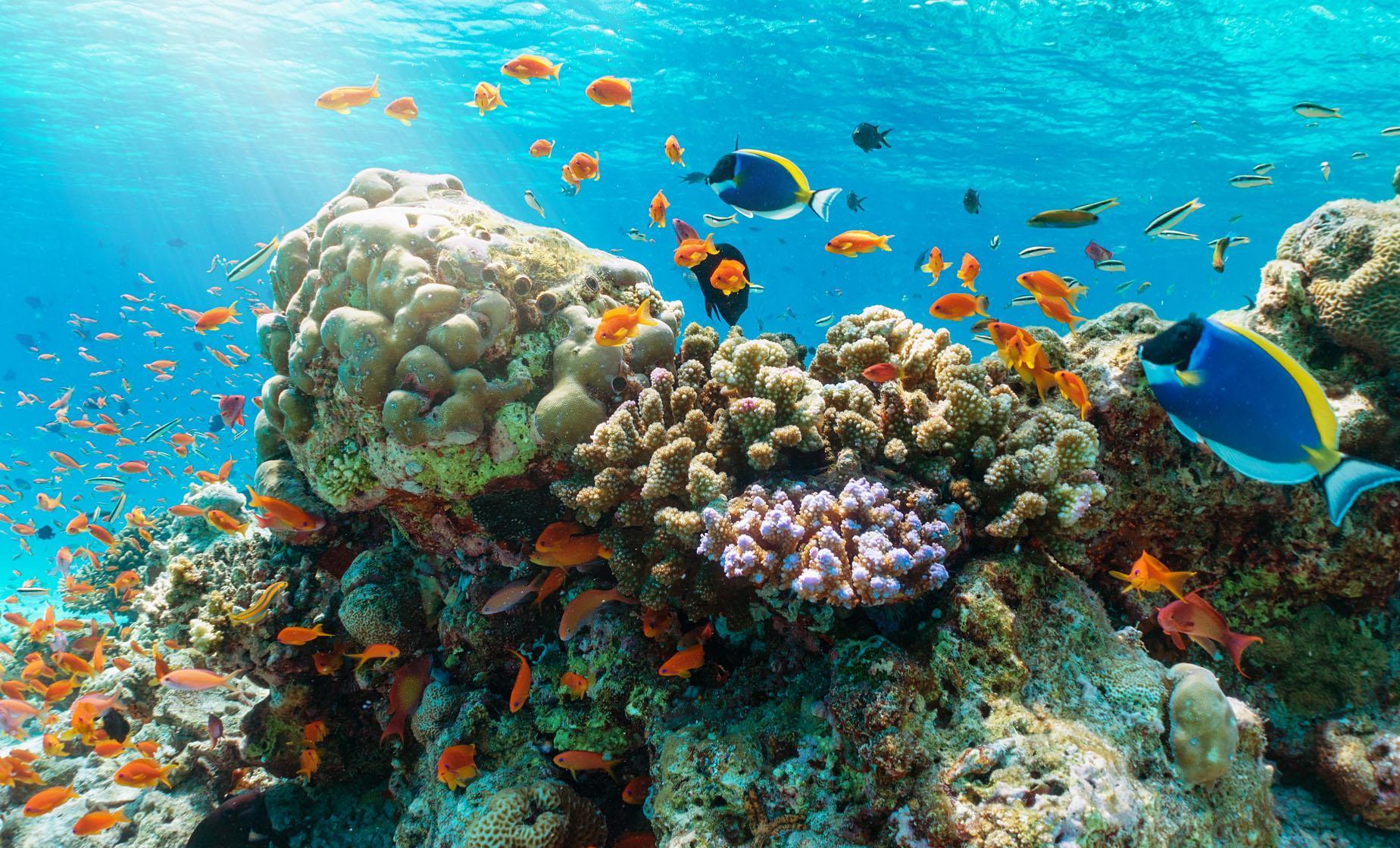Half-Day Snorkeling Adventure in Nha Trang Bay